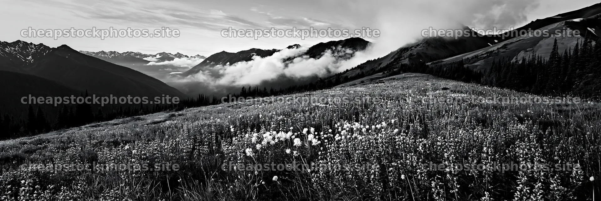 Colorful lupine meadow with mountains and clouds in the background – stock photos 13690x4602