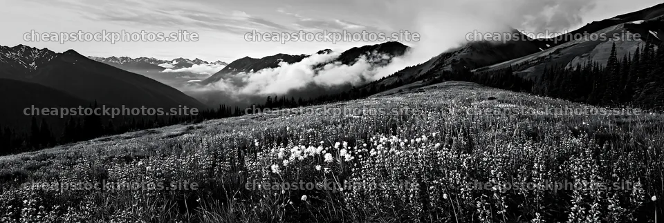 Colorful lupine meadow with mountains and clouds in the background – stock photos 13690x4602