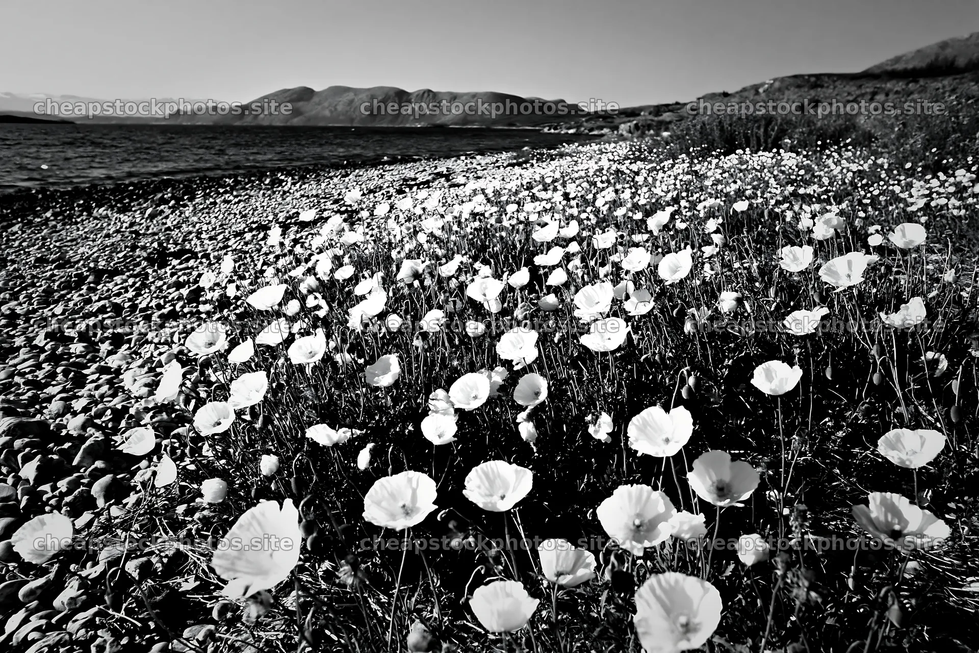 Beachside flower meadow with white blooms along the shore – stock photos 9722x6480