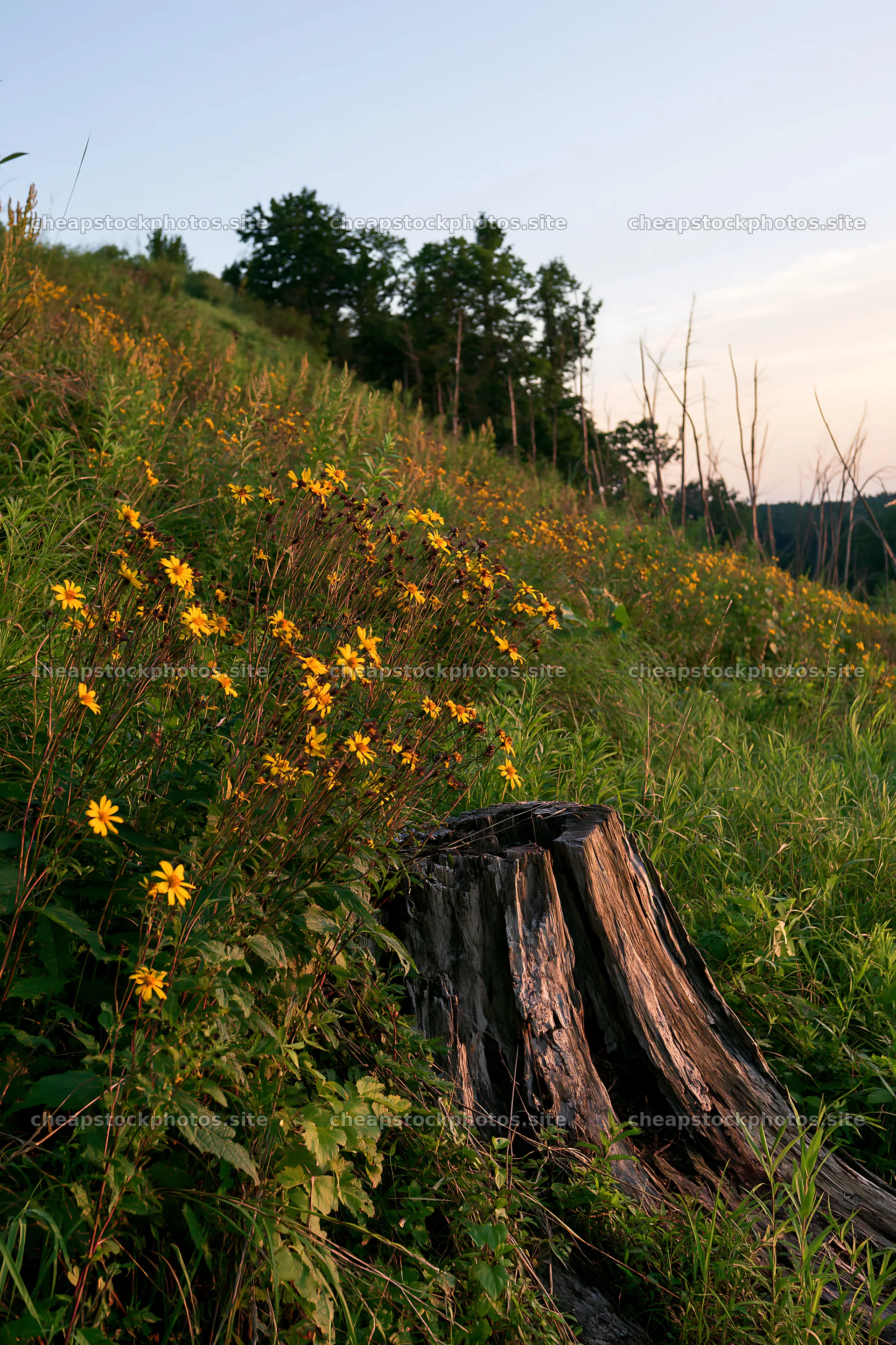 Fukushima meadow with weathered stump and blooming flowers – stock photos 6480x9722