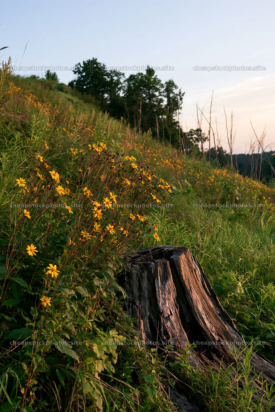 Fukushima meadow with weathered stump and blooming flowers – stock photos 6480x9722