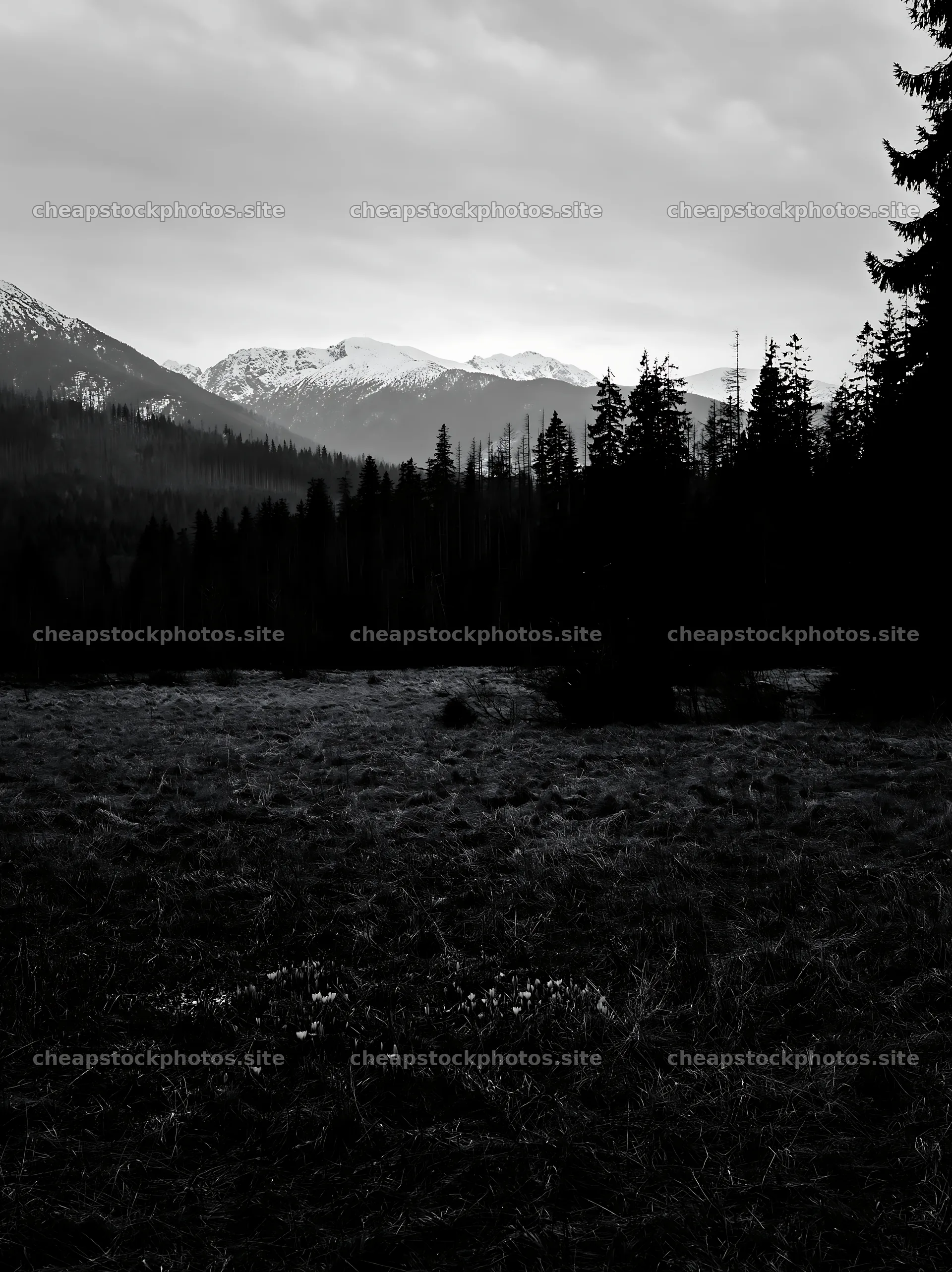 Meadow in the Tatra mountains during spring snowmelt – stock photos 6866x9174