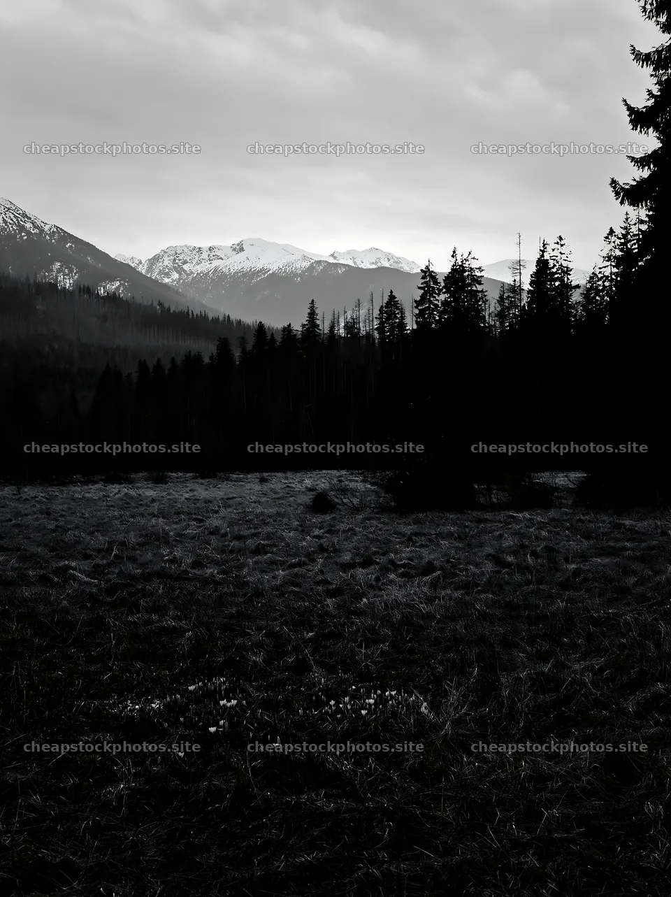 Meadow in the Tatra mountains during spring snowmelt – stock photos 6866x9174