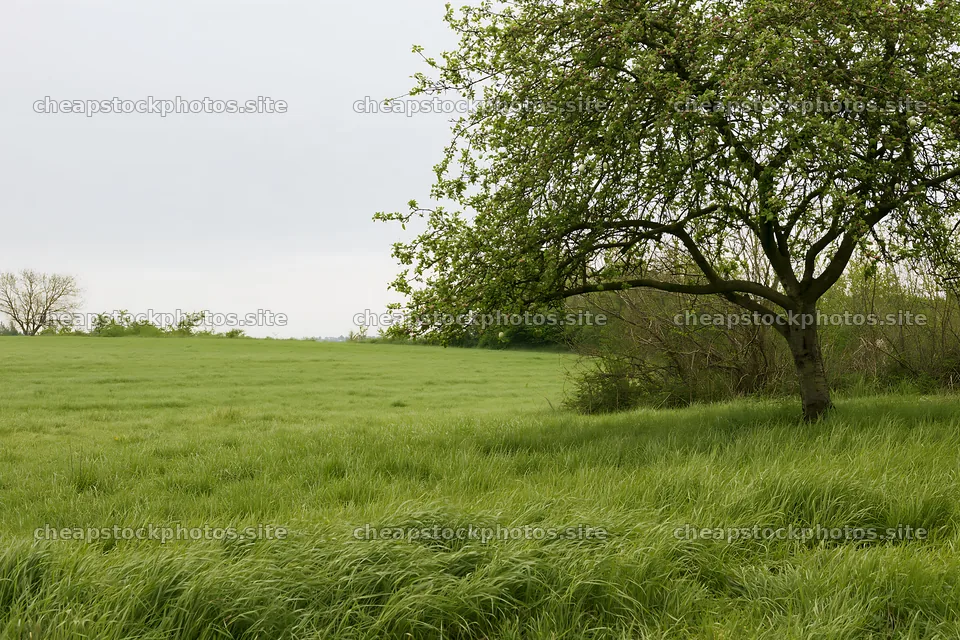 Easter apple tree stands in a grassy field – stock photos 9722x6480