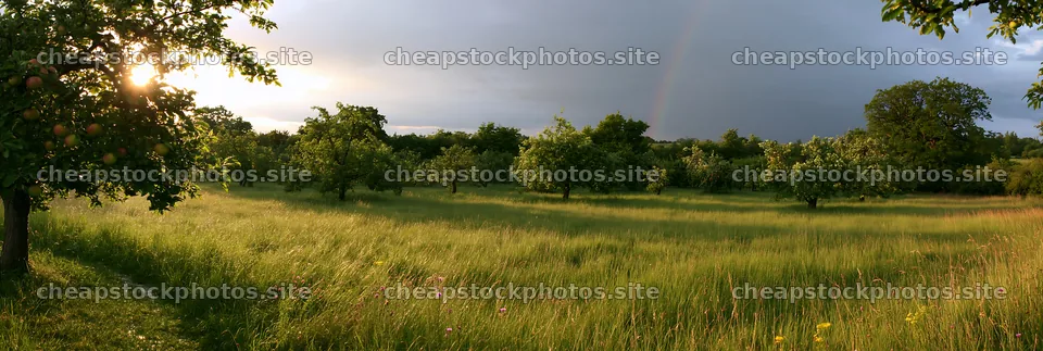 Apple meadow in a valley during sunset – stock photos 13690x4602