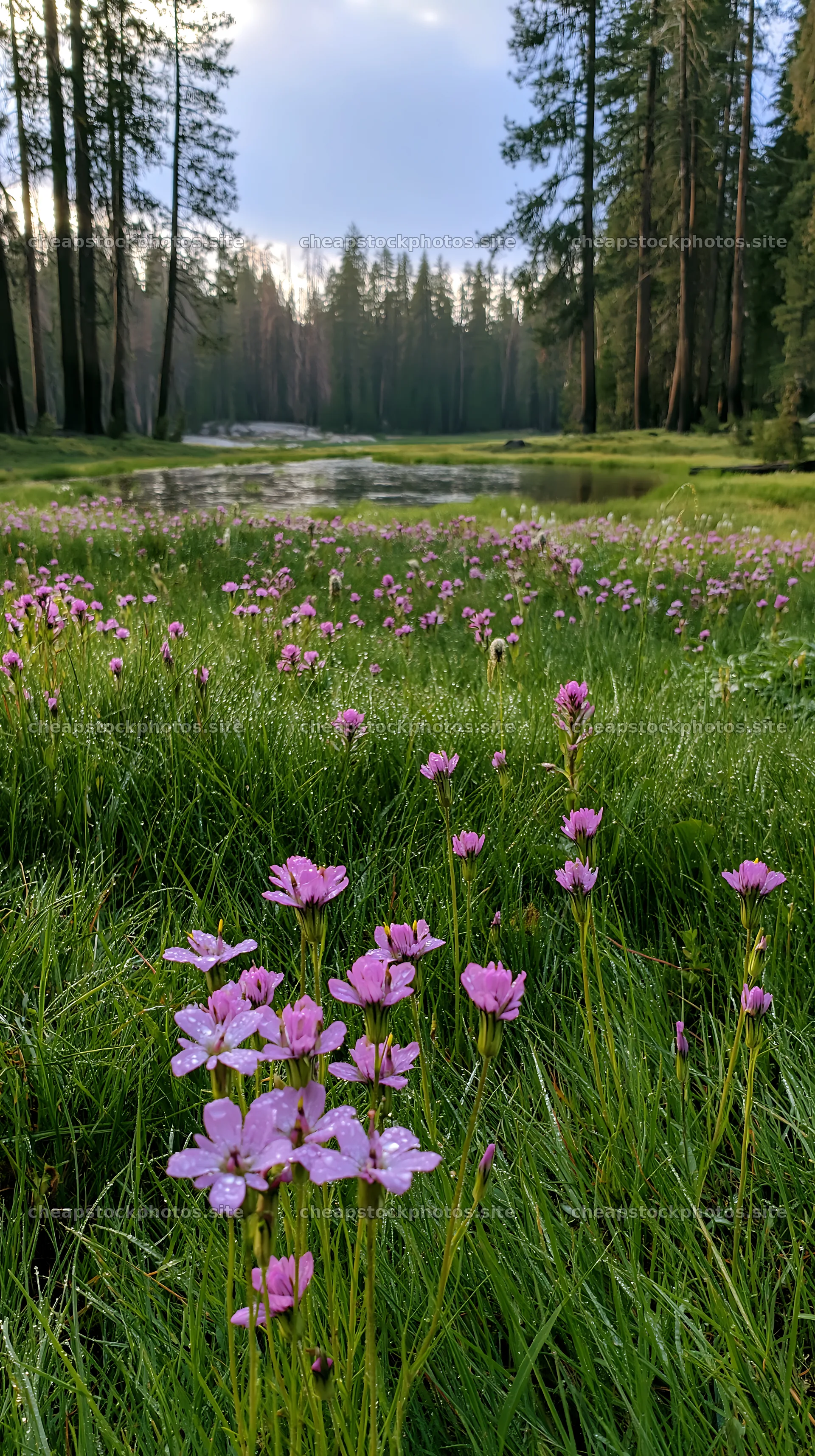Pine forest meadow with flowers near a flowing stream – stock photos 5938x10608