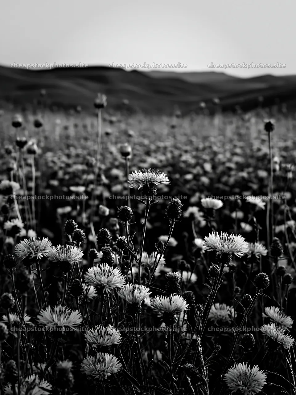 Violet knapweed meadow with mountains in the background – stock photos 6866x9174