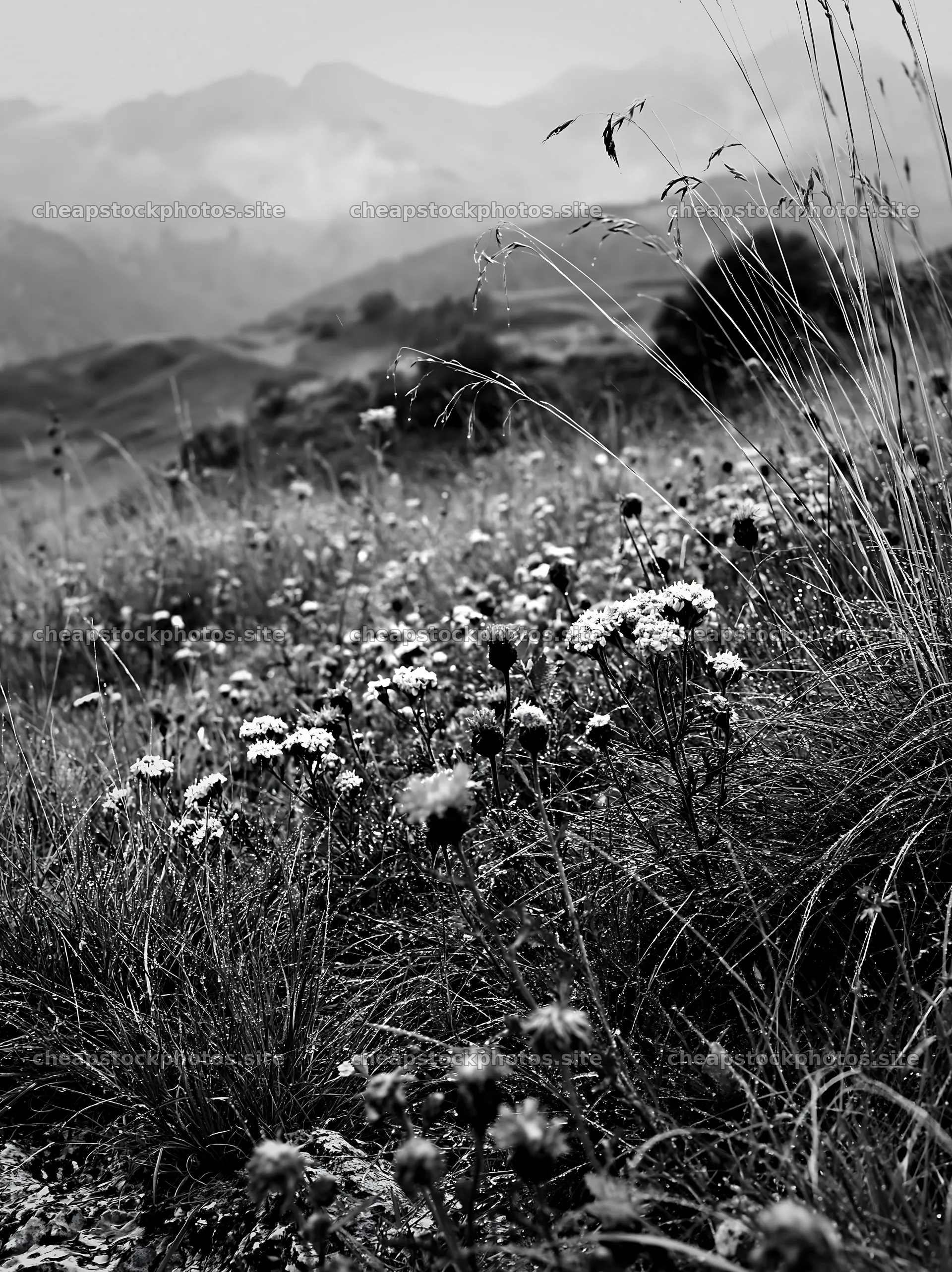 Climate-resilient meadow with wildflowers in natural landscape – stock photos 6866x9174