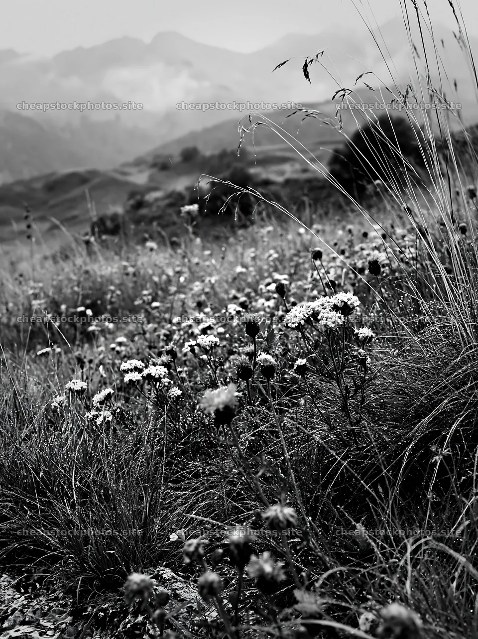 Climate-resilient meadow with wildflowers in natural landscape – stock photos 6866x9174