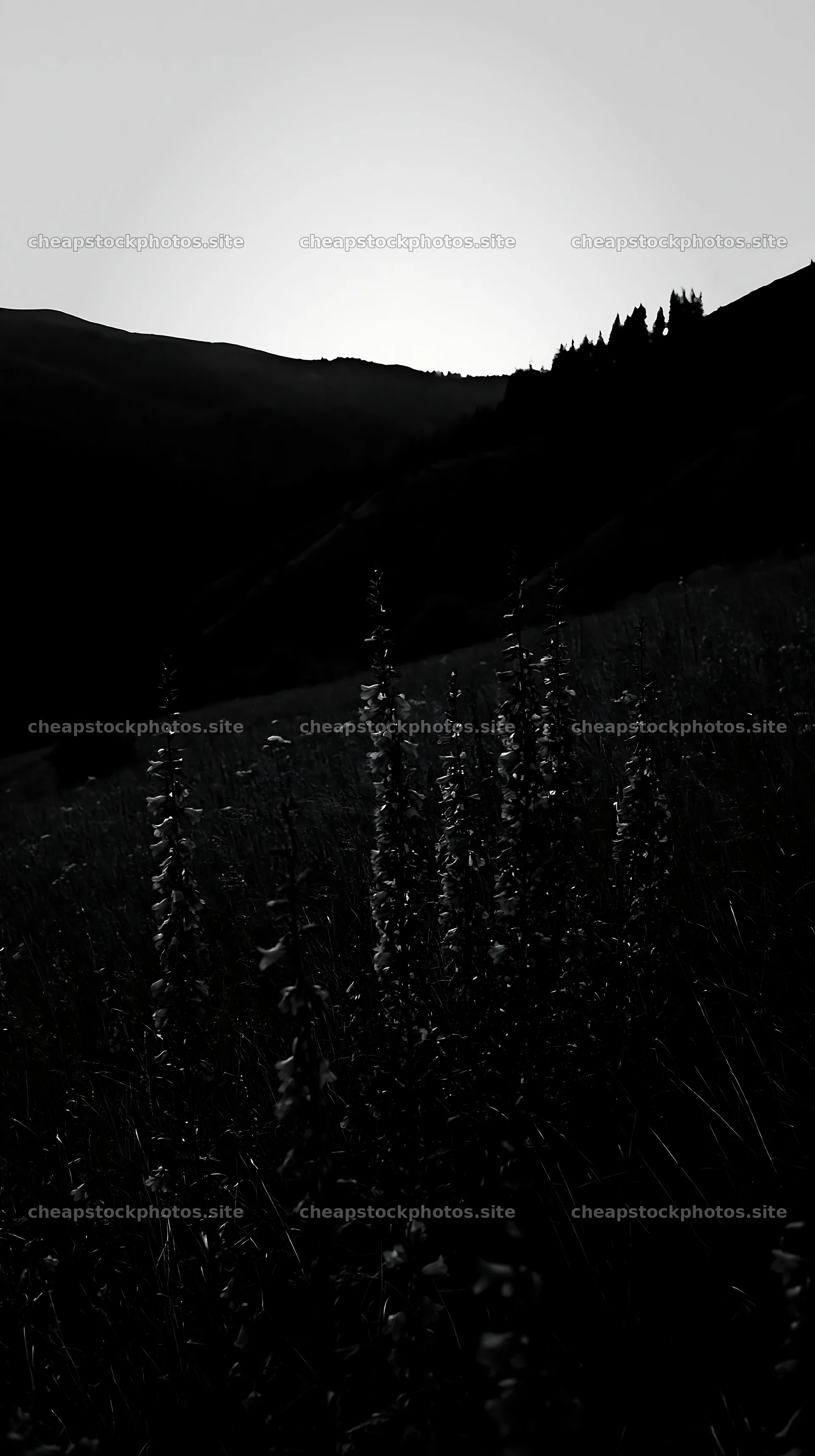 Slovak meadow across Carpathian valley during morning light – stock photos 5938x10608