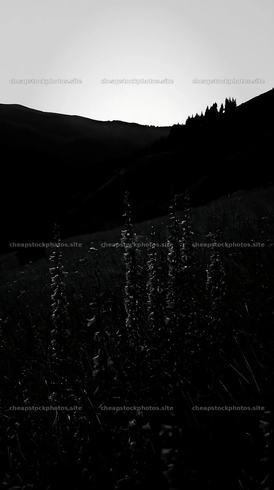 Slovak meadow across Carpathian valley during morning light – stock photos 5938x10608