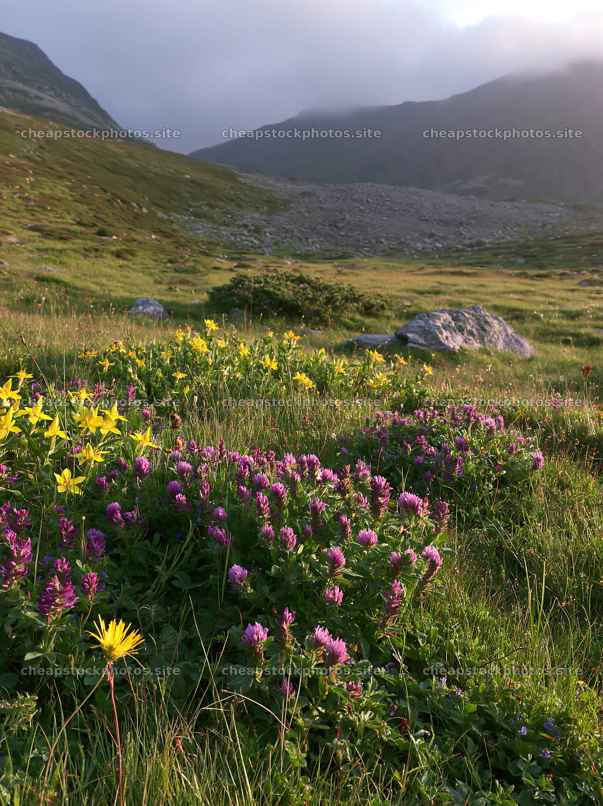 Clover speedwell meadow with wildflowers in the valley – stock photos 6866x9174