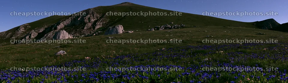 Blooming flowers in a meadow at night under the stars – stock photos 14762x4268