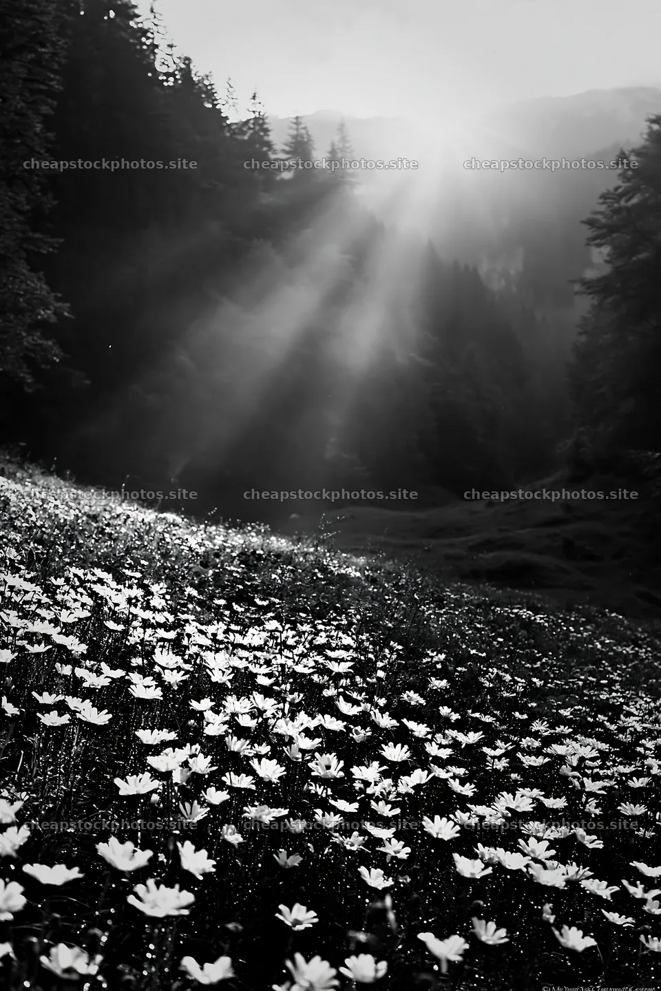 Light rays over meadow in Bucegi Mountains – stock photos 6480x9722