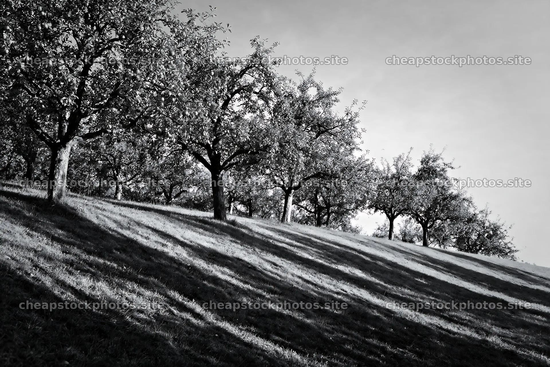 Hillside apple meadow with trees in warm afternoon light – stock photos 9722x6480
