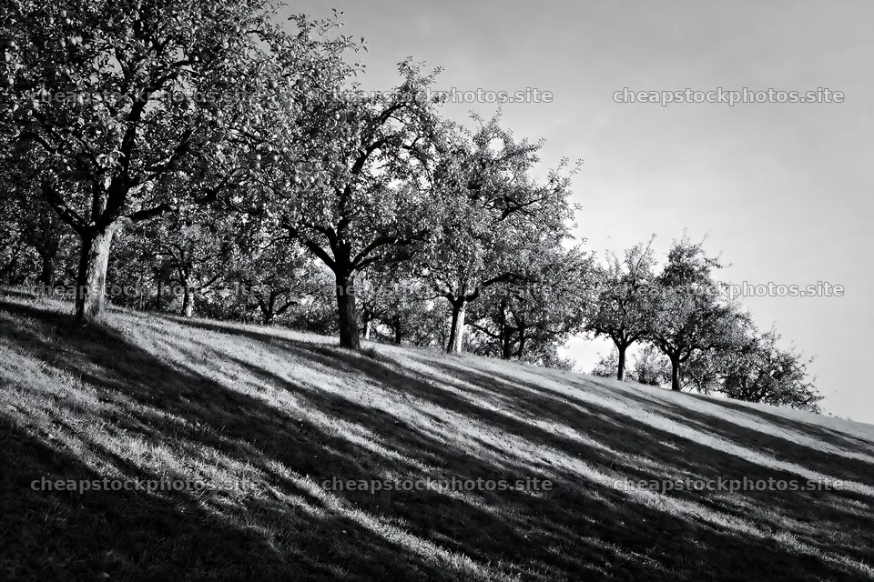 Hillside apple meadow with trees in warm afternoon light – stock photos 9722x6480