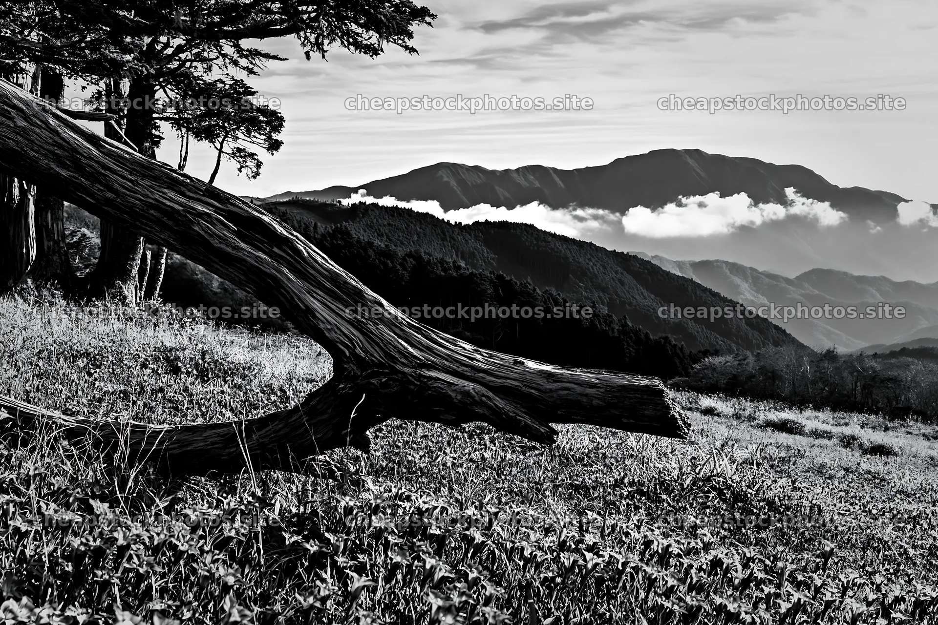 Wakayama autumn meadow with weathered wood in foreground – stock photos 9722x6480