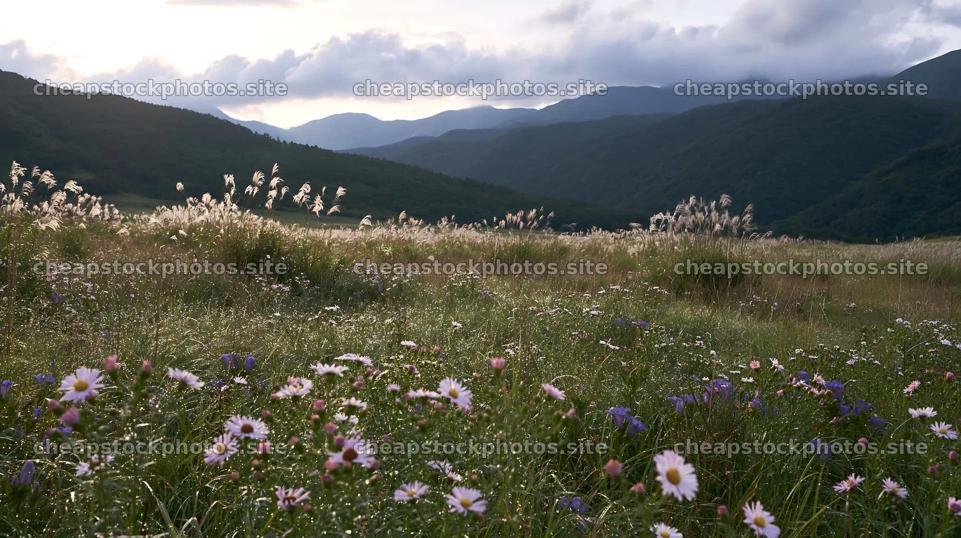 Biodiverse Nagano silver grass meadow dew shows green landscape – stock photos 10608x5938