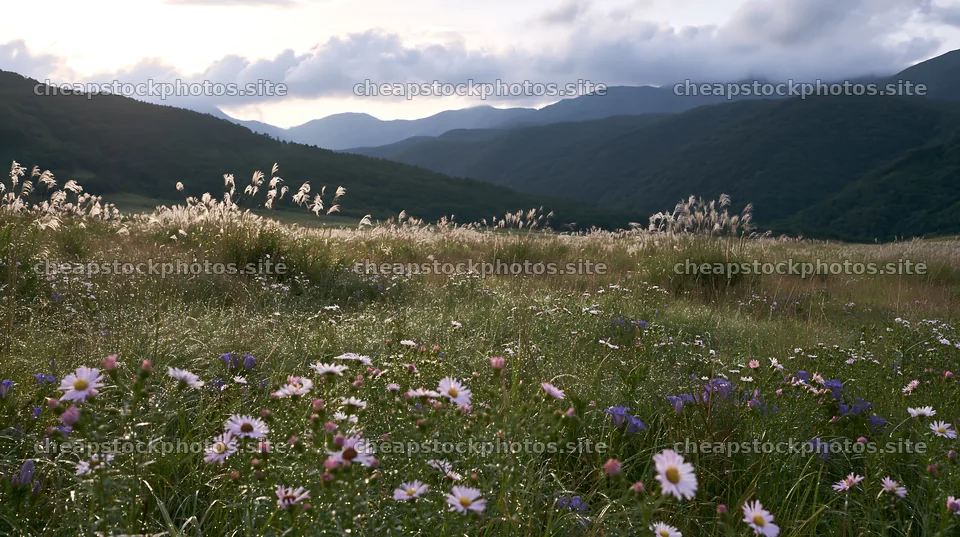 Biodiverse Nagano silver grass meadow dew shows green landscape – stock photos 10608x5938
