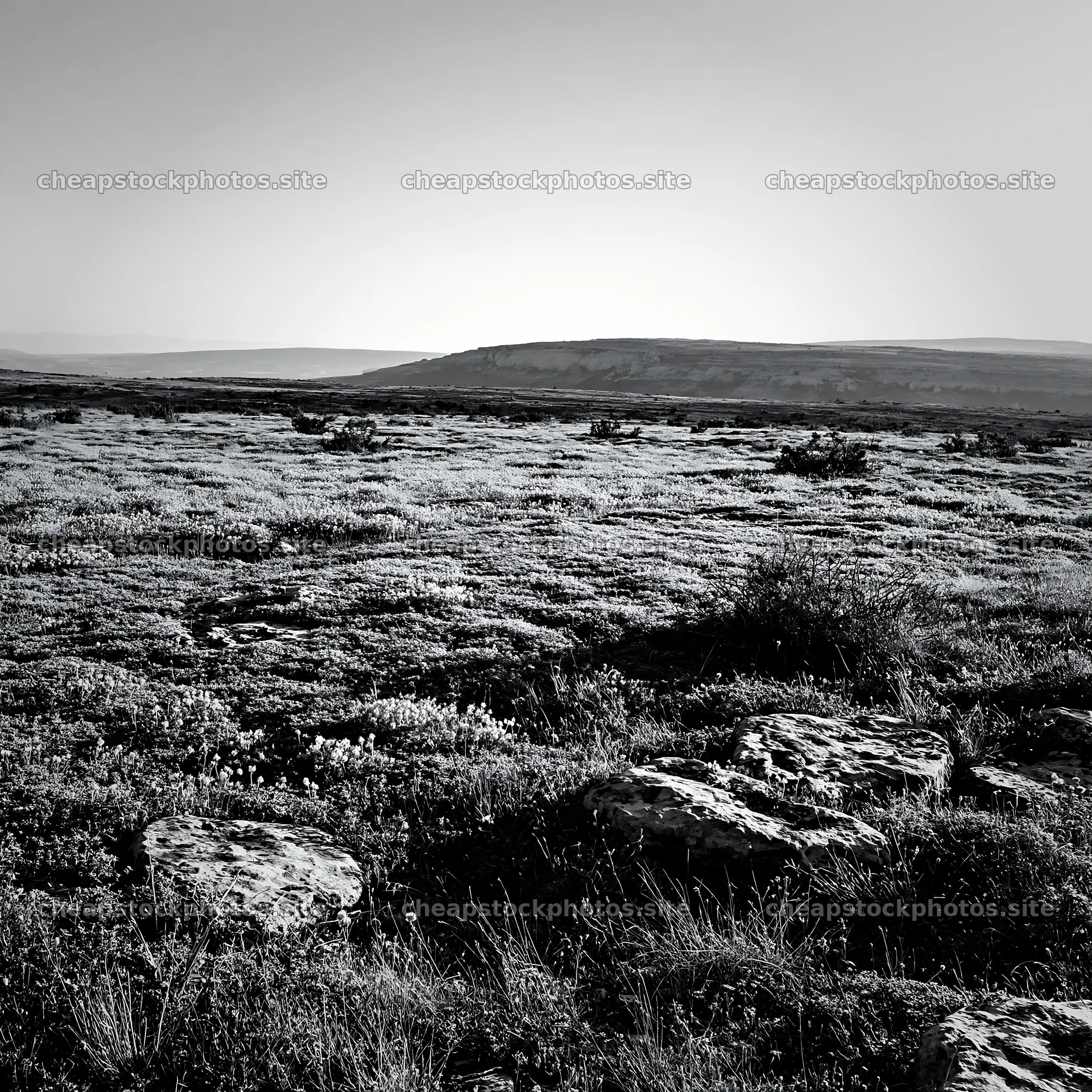 Sunny dry meadow with rocky terrain in the background – stock photos 7938x7938
