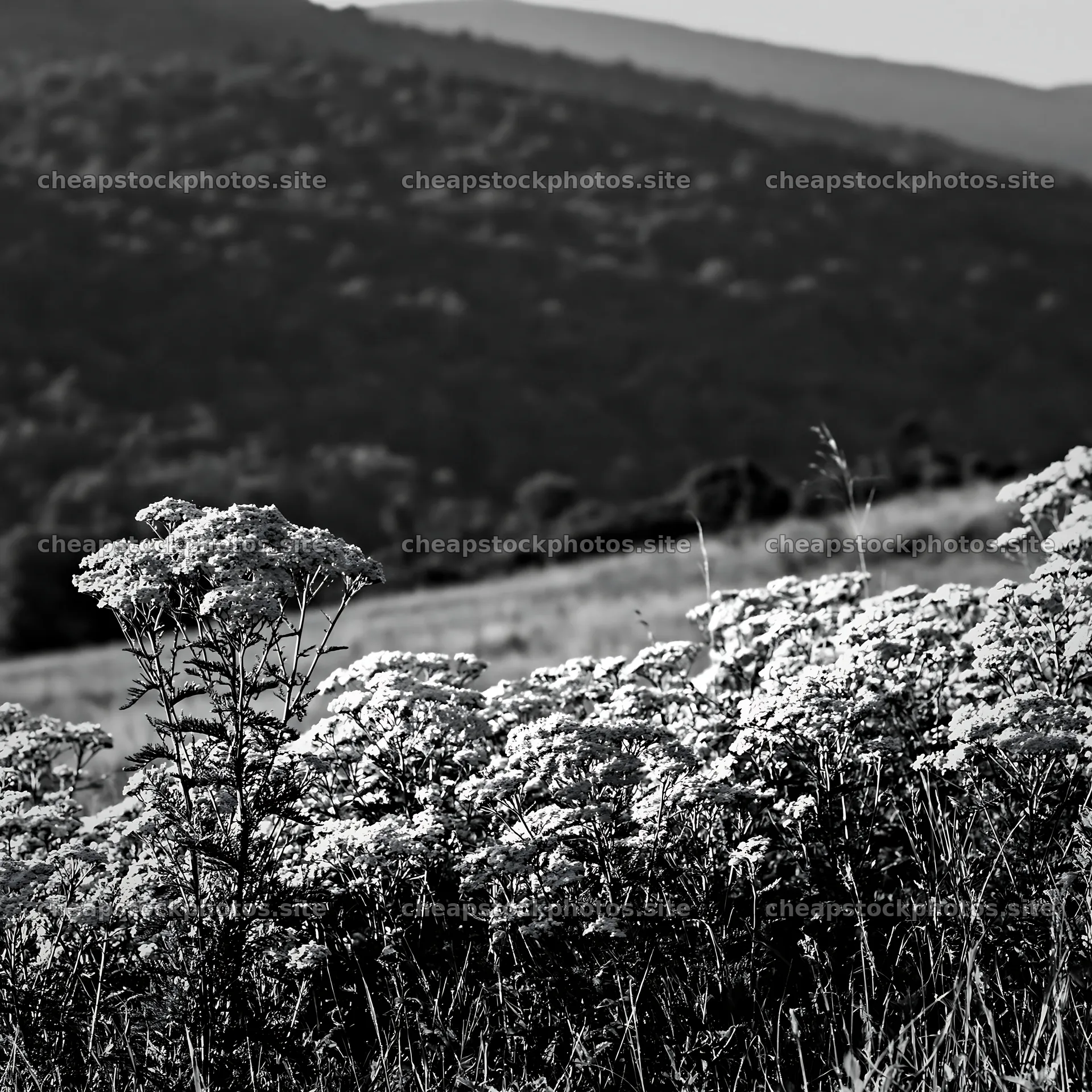 Yarrow meadow bloom in black and white landscape – stock photos 7938x7938