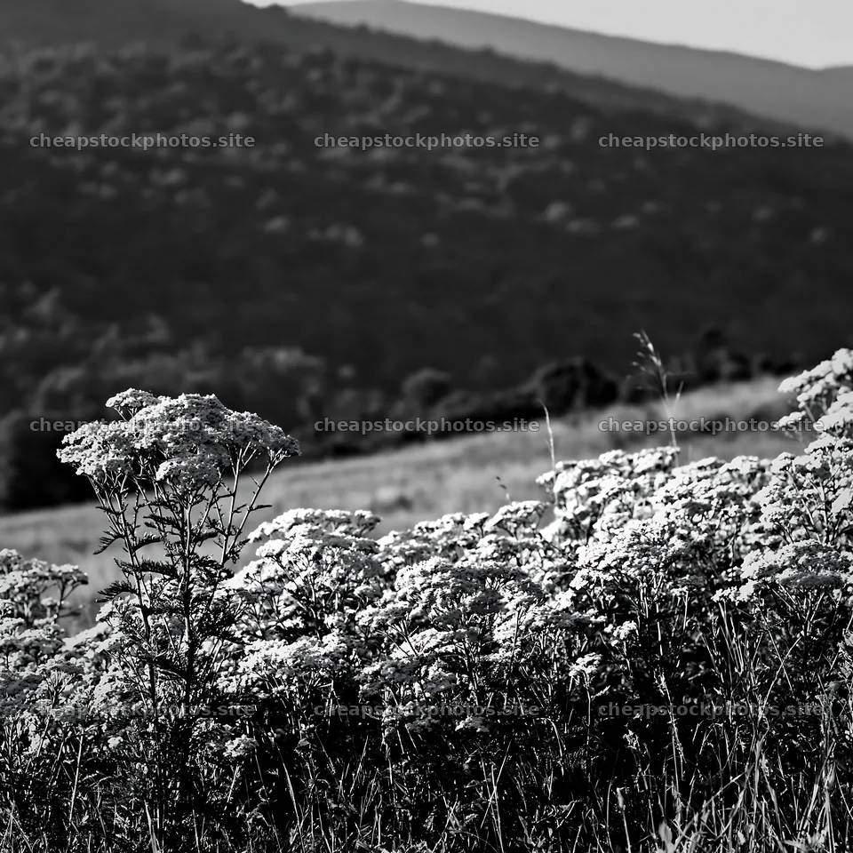 Yarrow meadow bloom in black and white landscape – stock photos 7938x7938