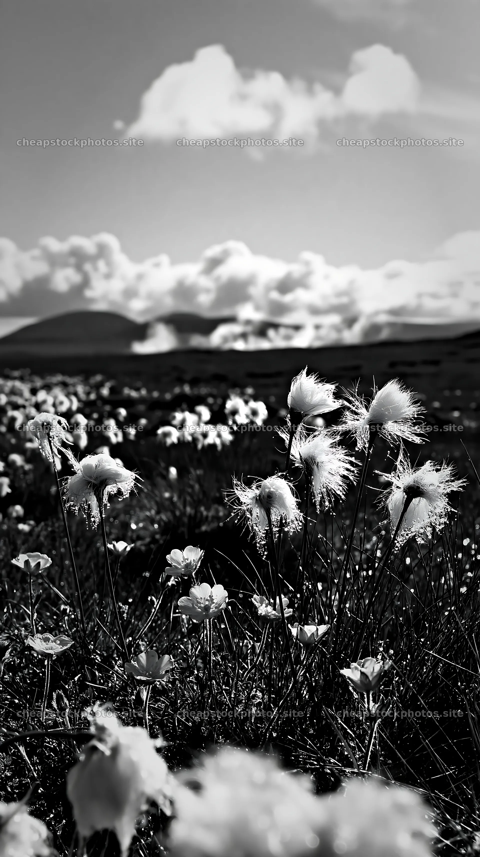 Cottongrass meadow blooms under cloudy sky – stock photos 5938x10608