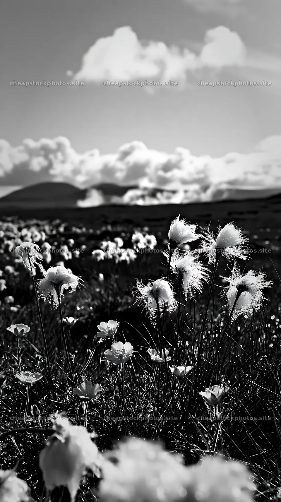 Cottongrass meadow blooms under cloudy sky – stock photos 5938x10608
