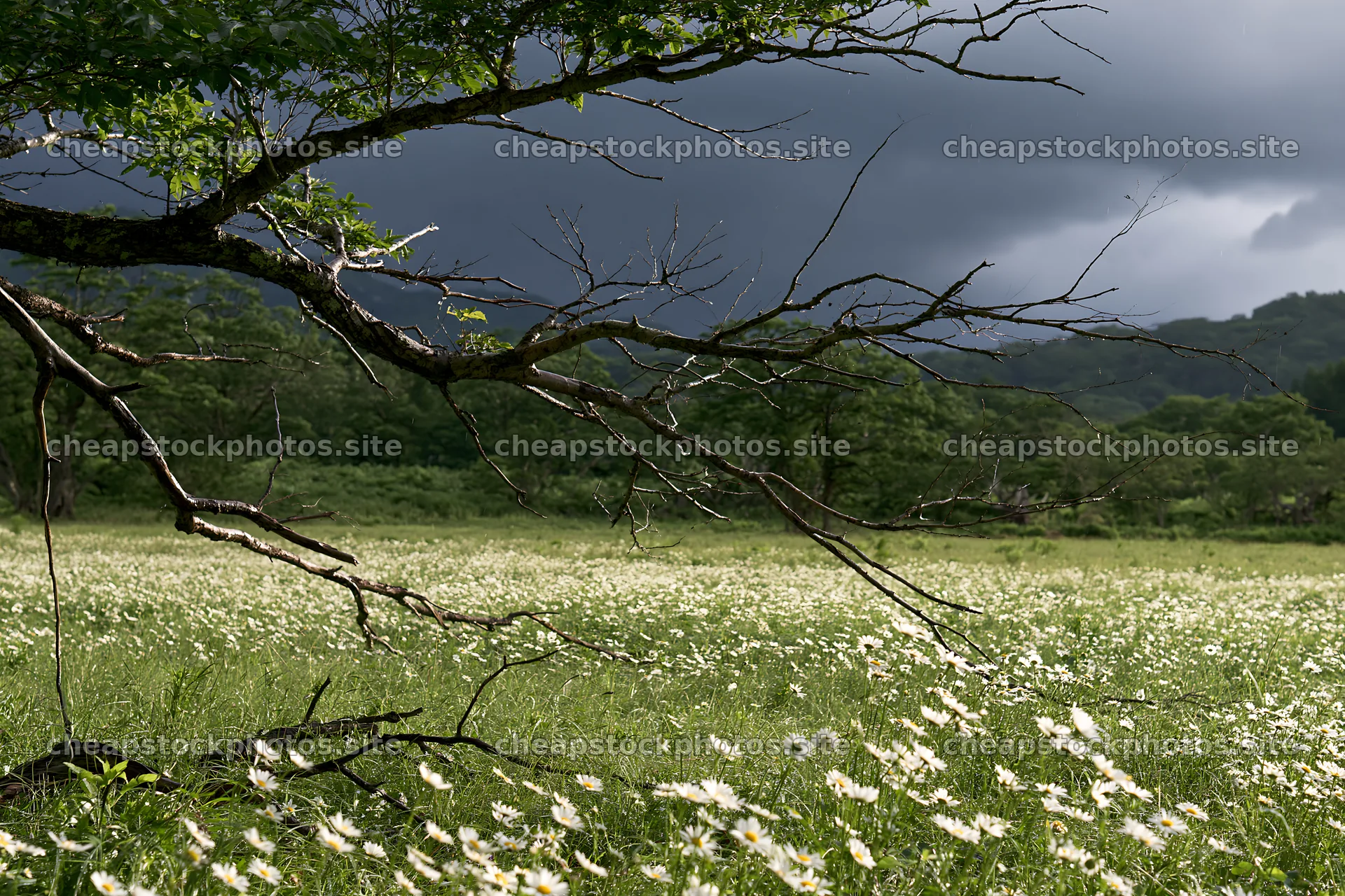 Yamagata rewilded meadow with fallen branch and flowers – stock photos 9722x6480