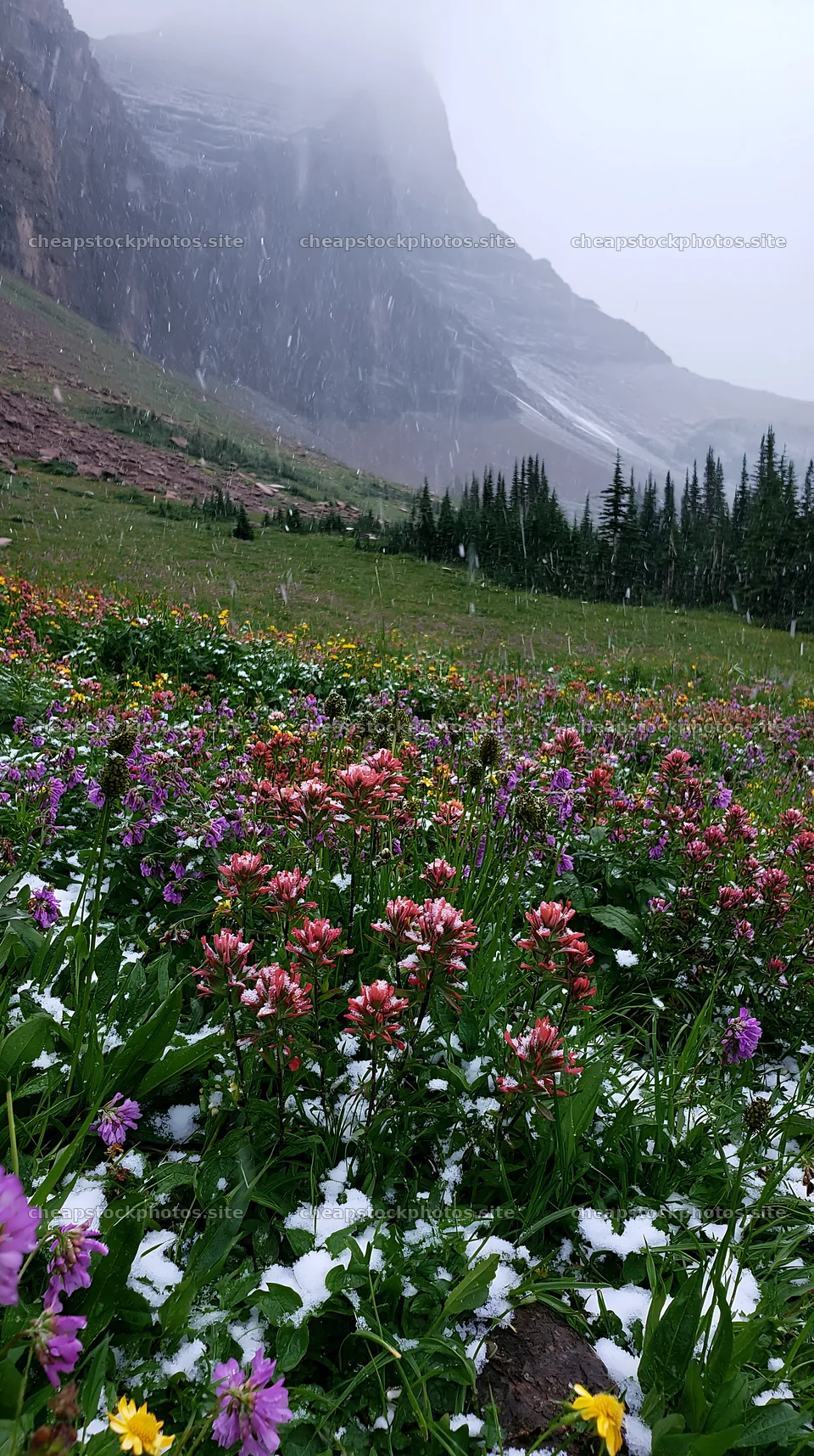 Snowy highland meadow with flowers and mountains in the background – stock photos 5938x10608