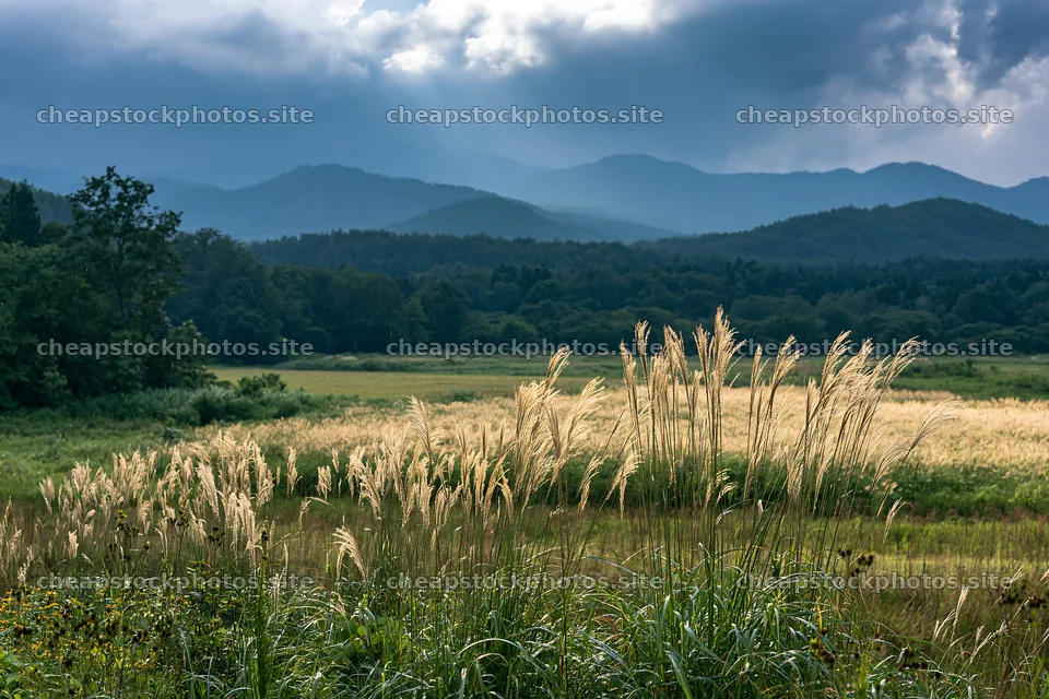 Iwate rain refreshed meadow seedhead foreground – stock photos 9722x6480