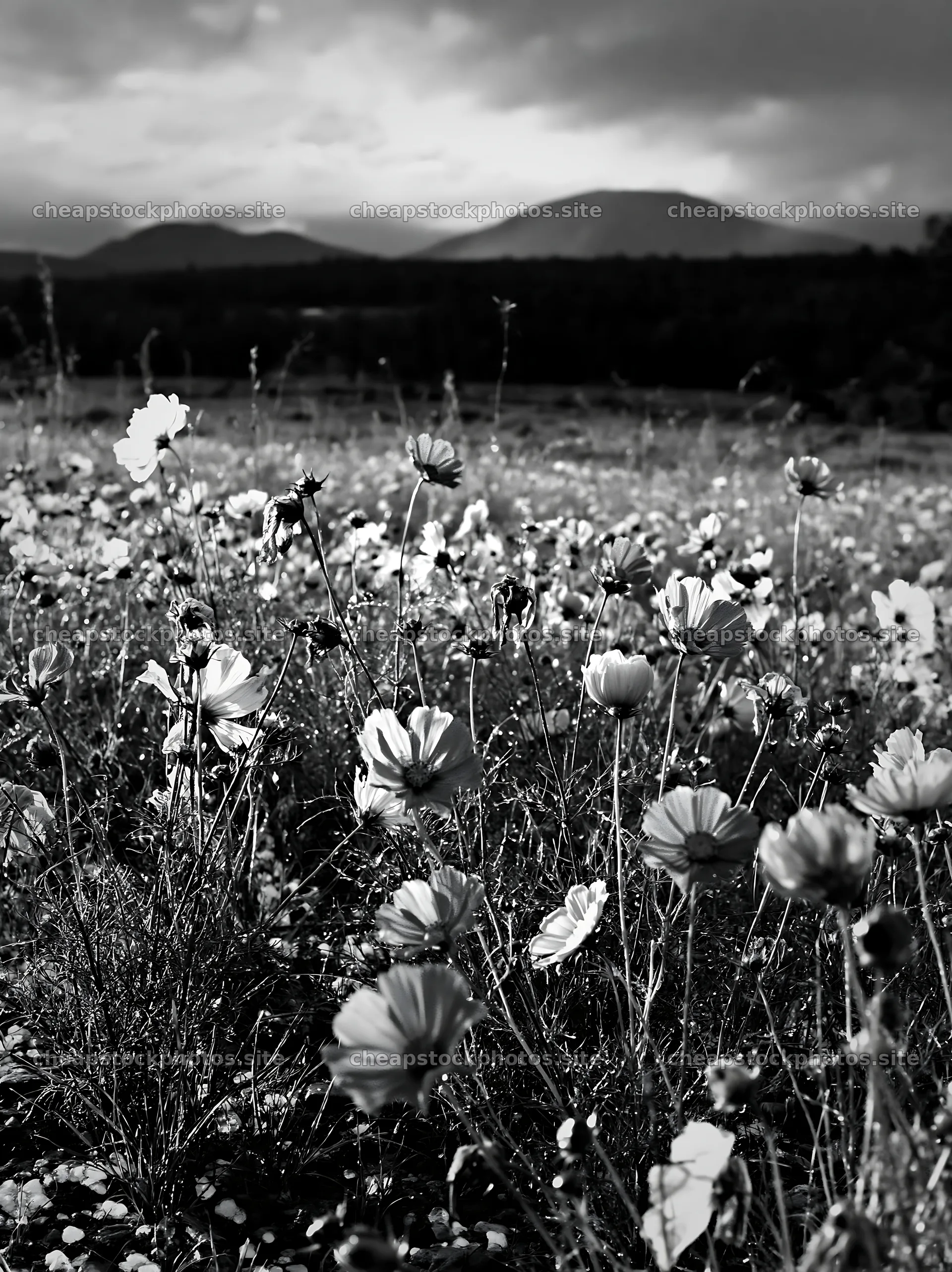 Colorful cosmos meadow with mountains in the background – stock photos 6866x9174