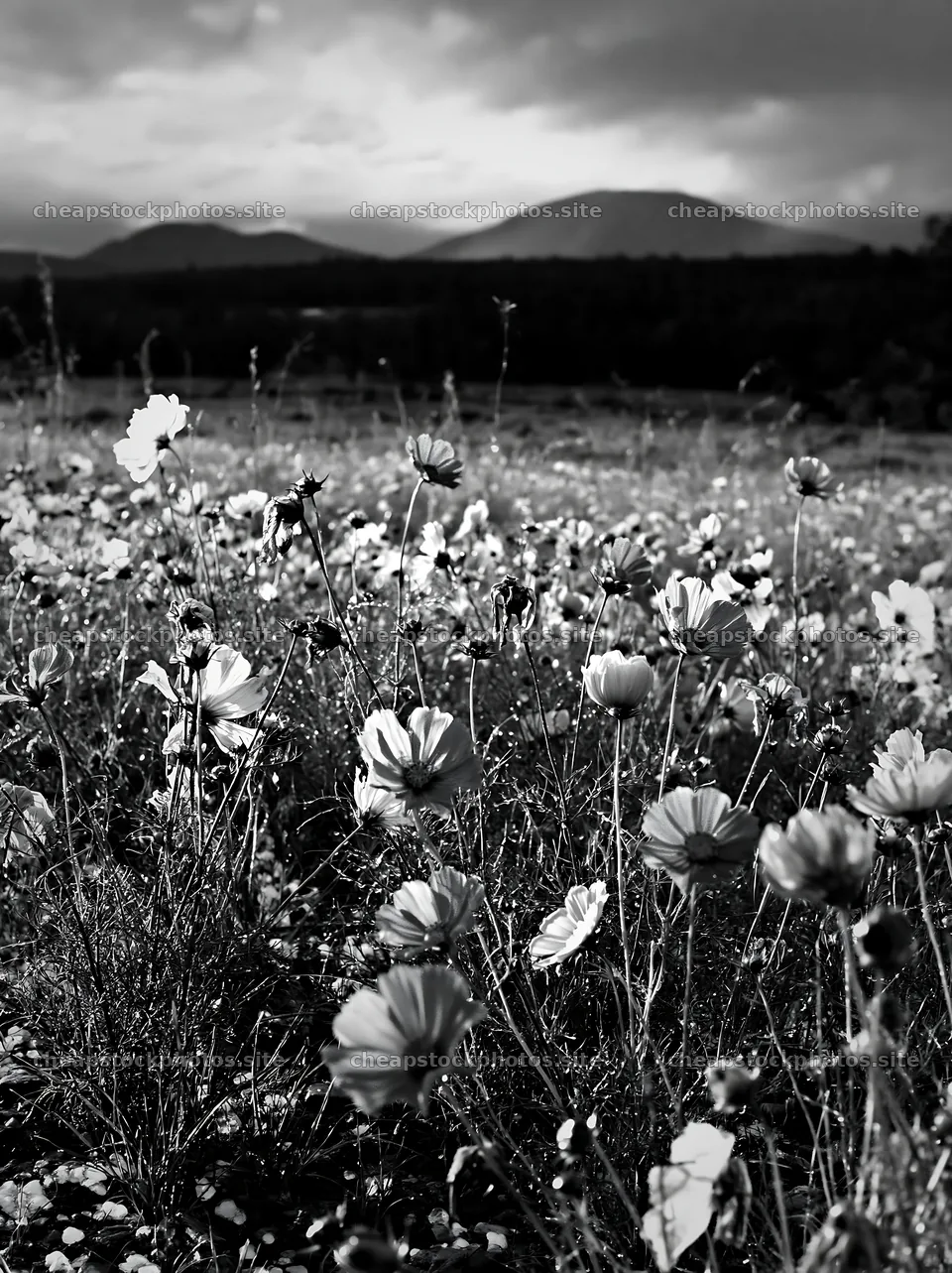 Colorful cosmos meadow with mountains in the background – stock photos 6866x9174