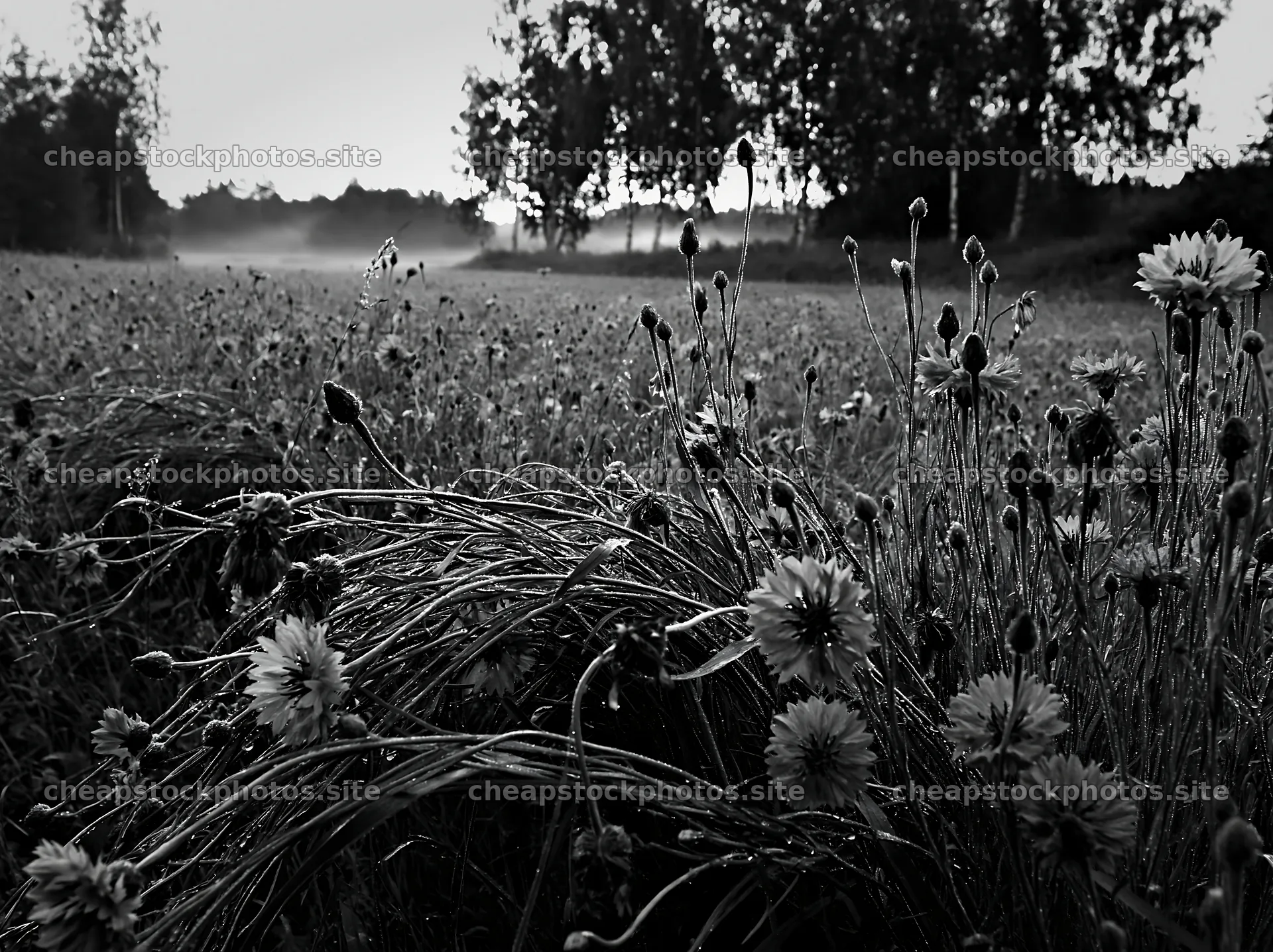 Cornflower meadow website header image – stock photos 9174x6866
