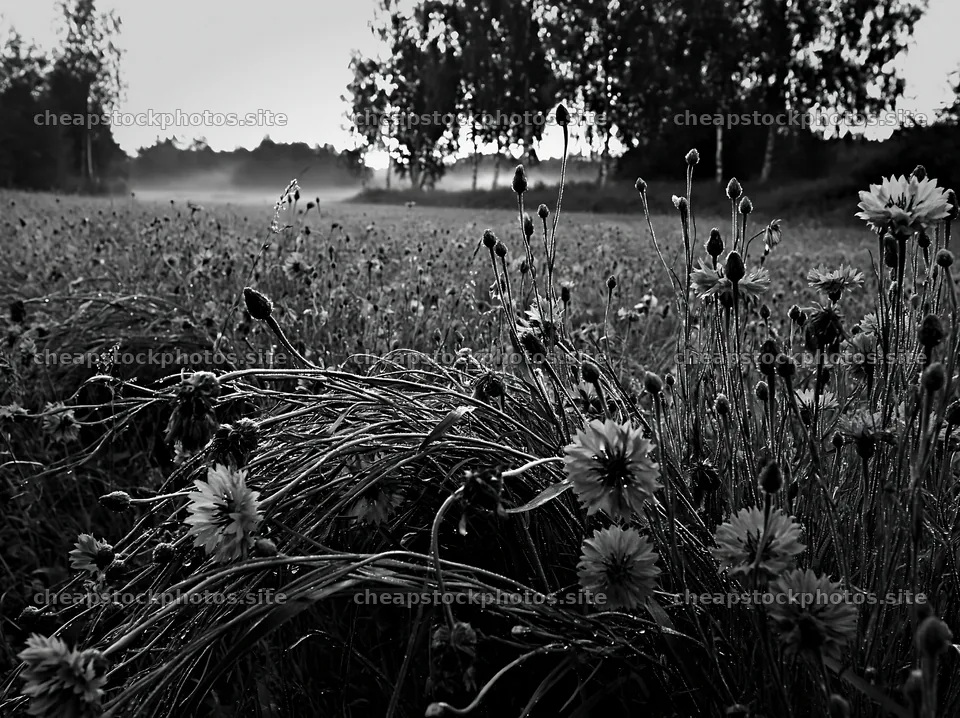 Cornflower meadow website header image – stock photos 9174x6866