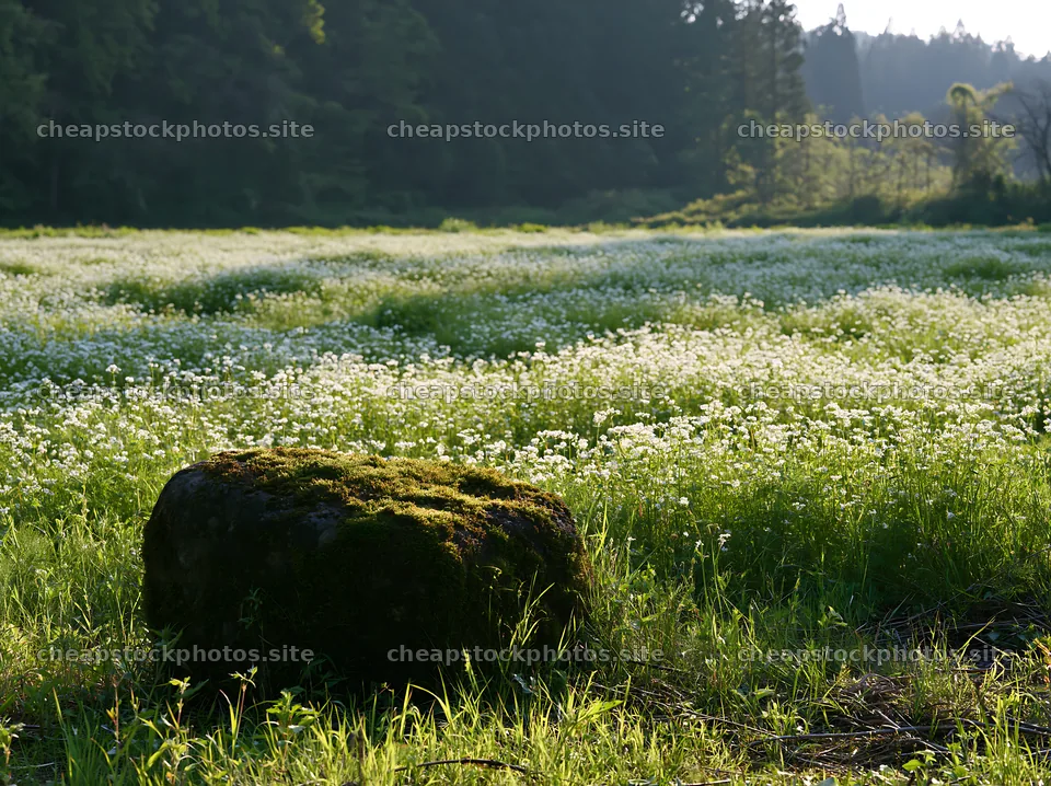 Miyagi spring recovery meadow mossy stone in a green field – stock photos 9174x6866
