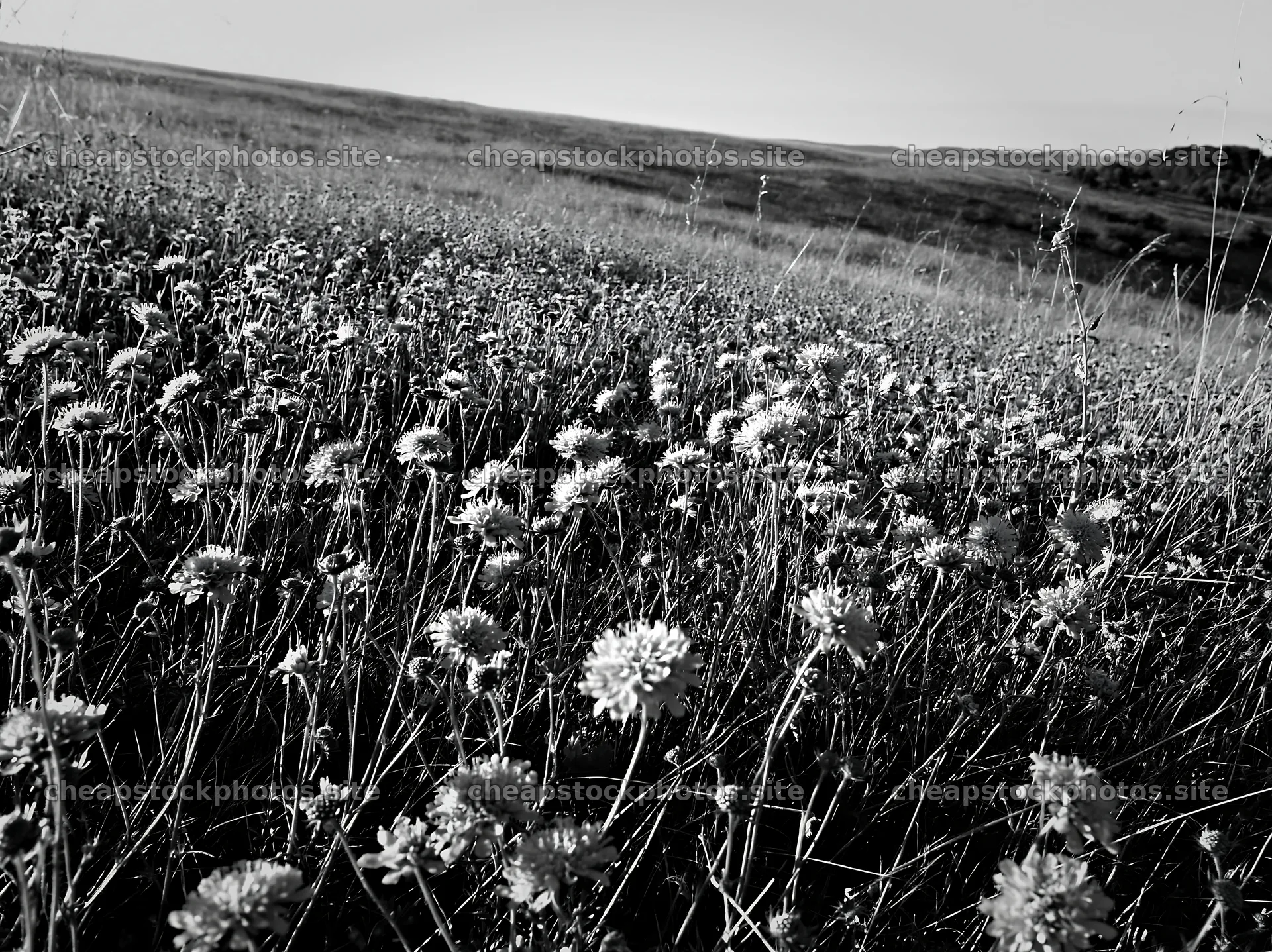 Sunny meadow hillside with flowers – stock photos 9174x6866