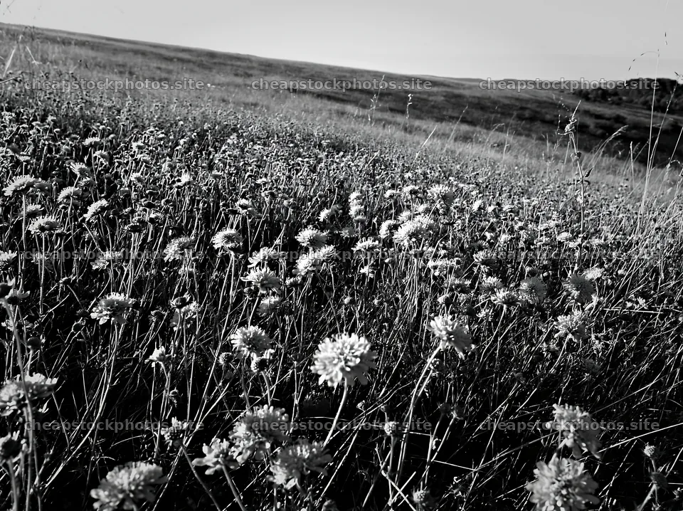 Sunny meadow hillside with flowers – stock photos 9174x6866