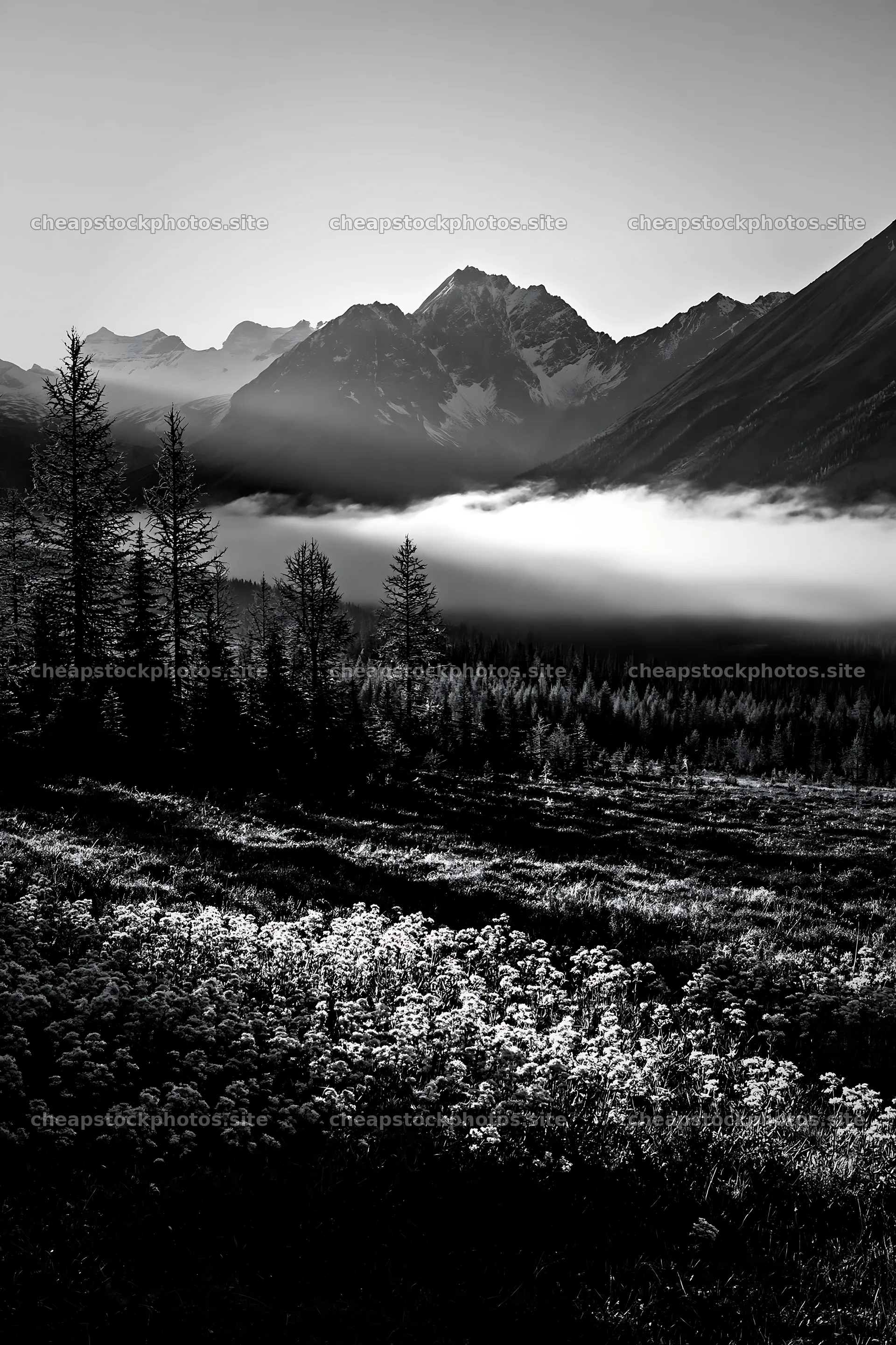 Banff meadow with snowy Rockies under fog – stock photos 6480x9722