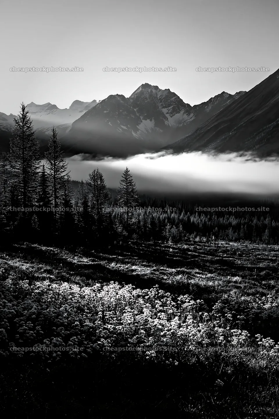 Banff meadow with snowy Rockies under fog – stock photos 6480x9722