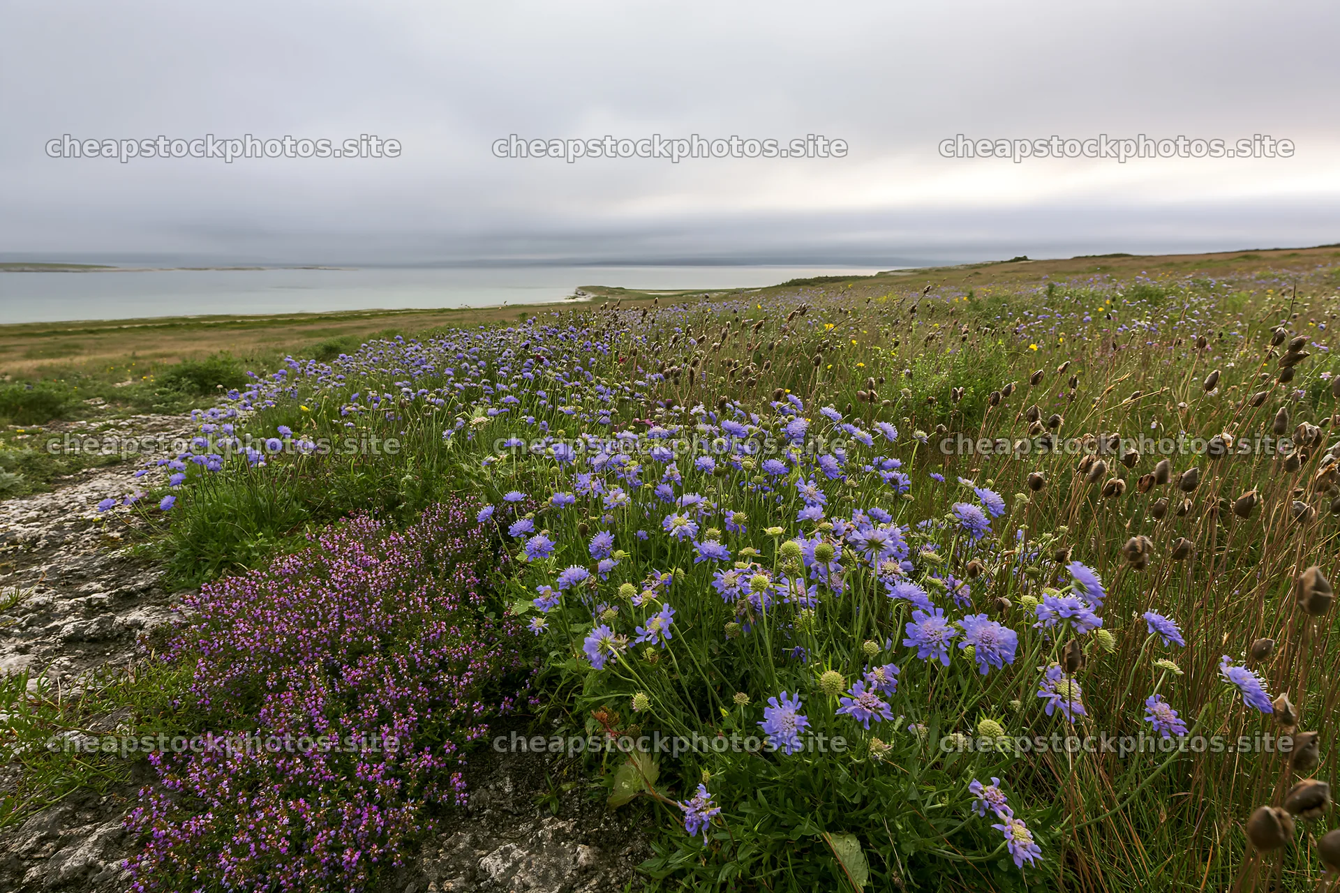 Cloudy limestone meadow with wildflowers near the water – stock photos 9722x6480