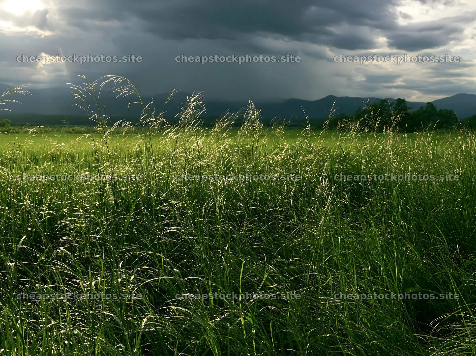 Iwate rain refreshed meadow seedhead foreground – stock photos 9174x6866
