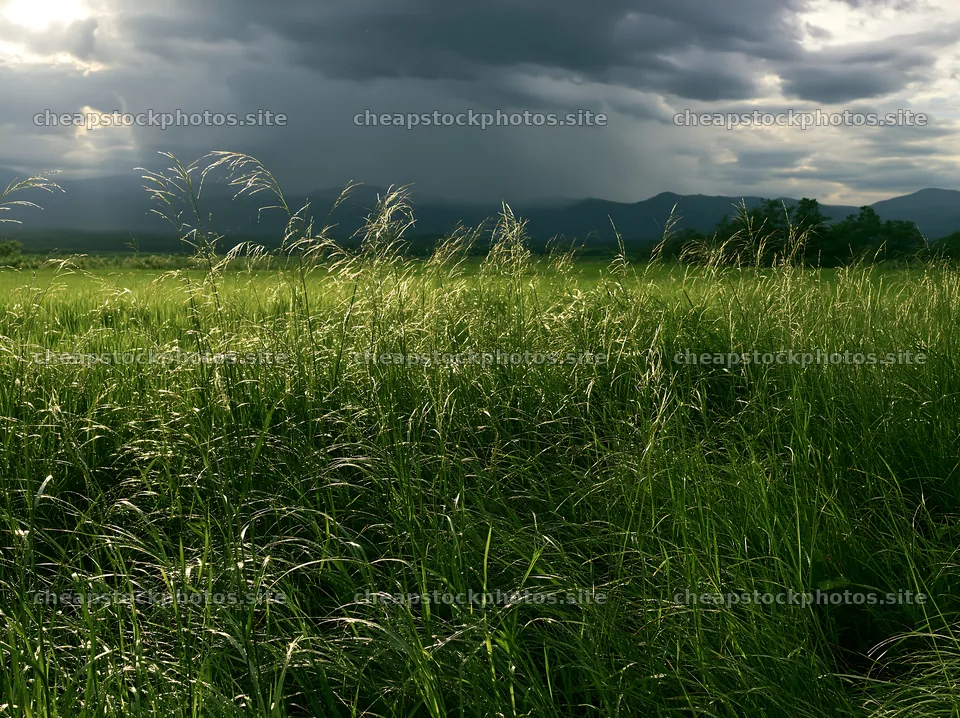 Iwate rain refreshed meadow seedhead foreground – stock photos 9174x6866