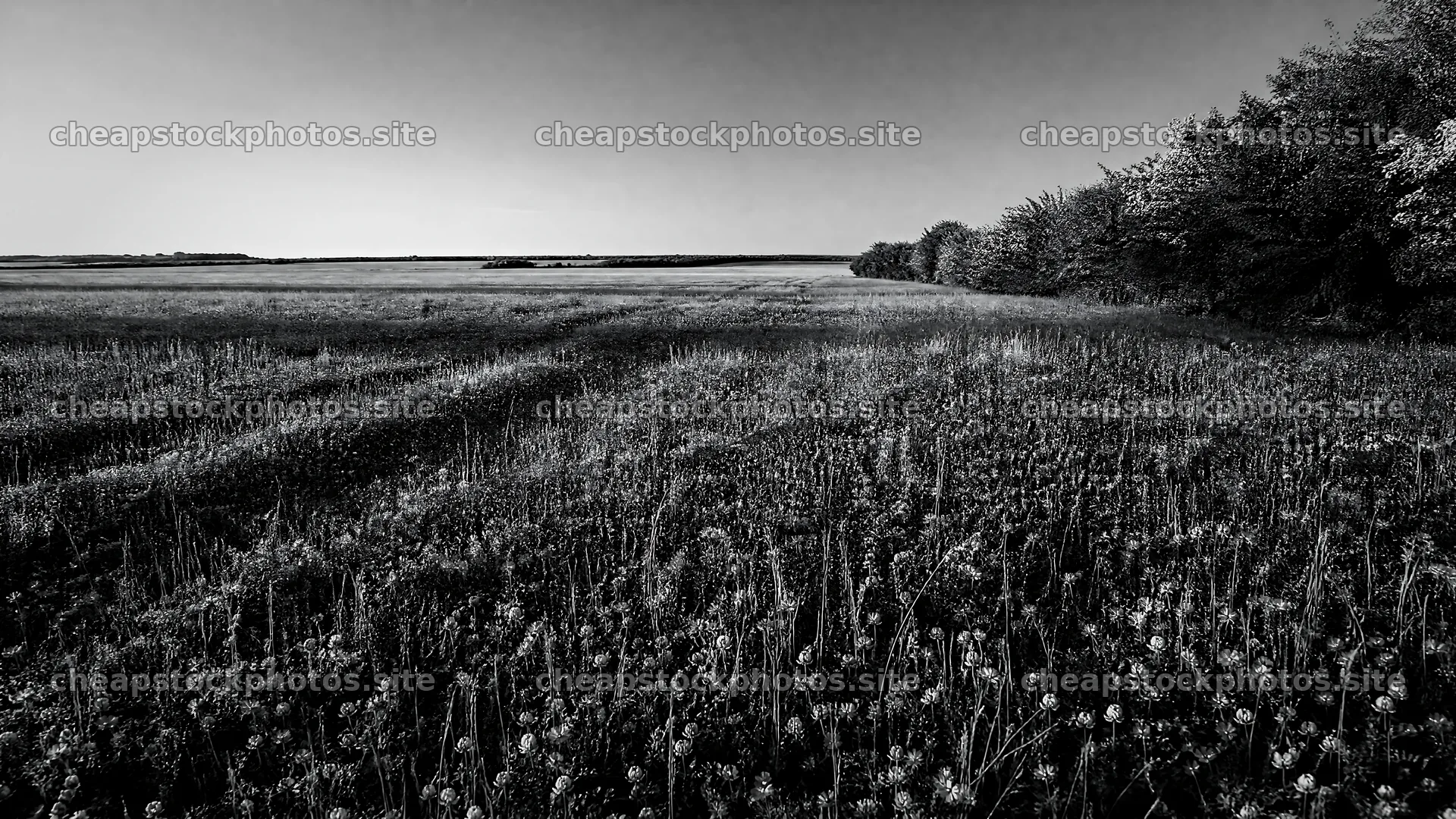 Clover speedwell meadow under clear sky at sunset – stock photos 10584x5952