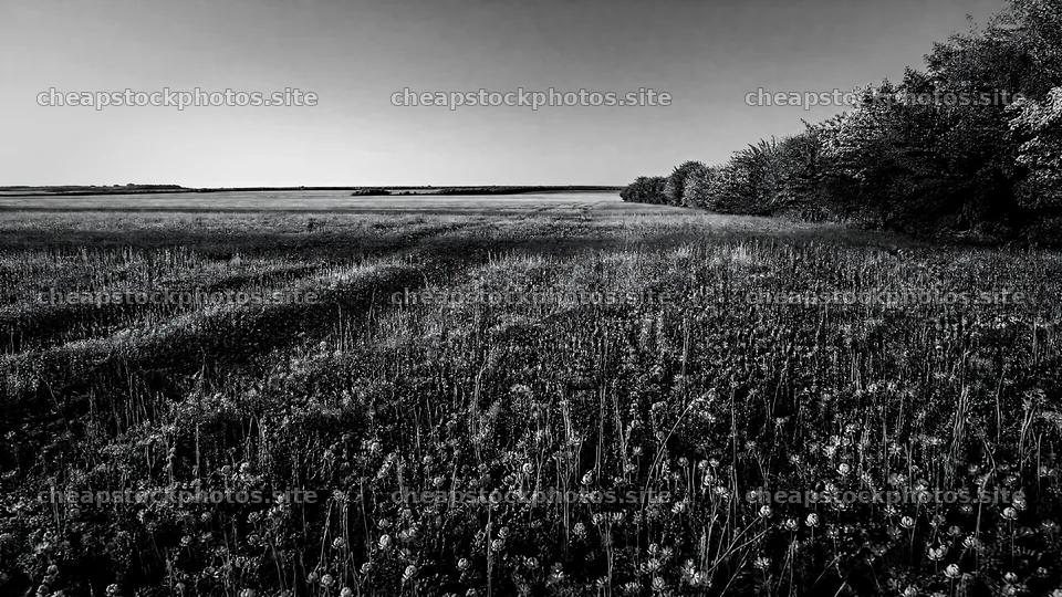 Clover speedwell meadow under clear sky at sunset – stock photos 10584x5952