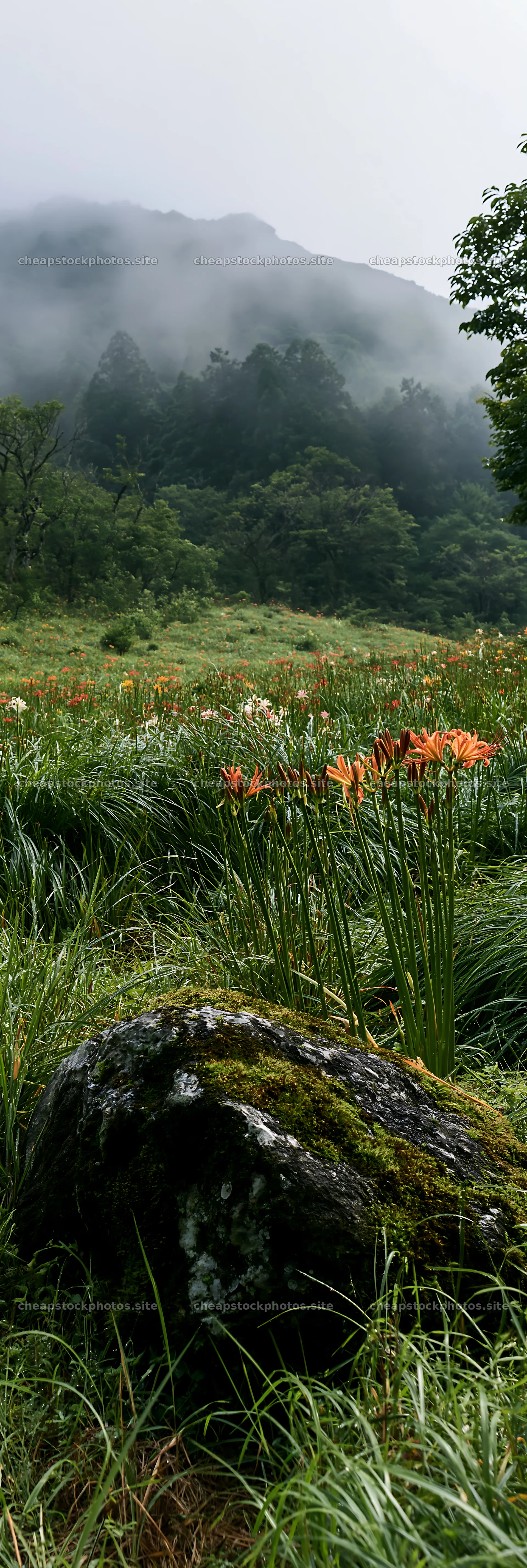 Shimane misty meadow moss covered stone in a green field – stock photos 4602x13690