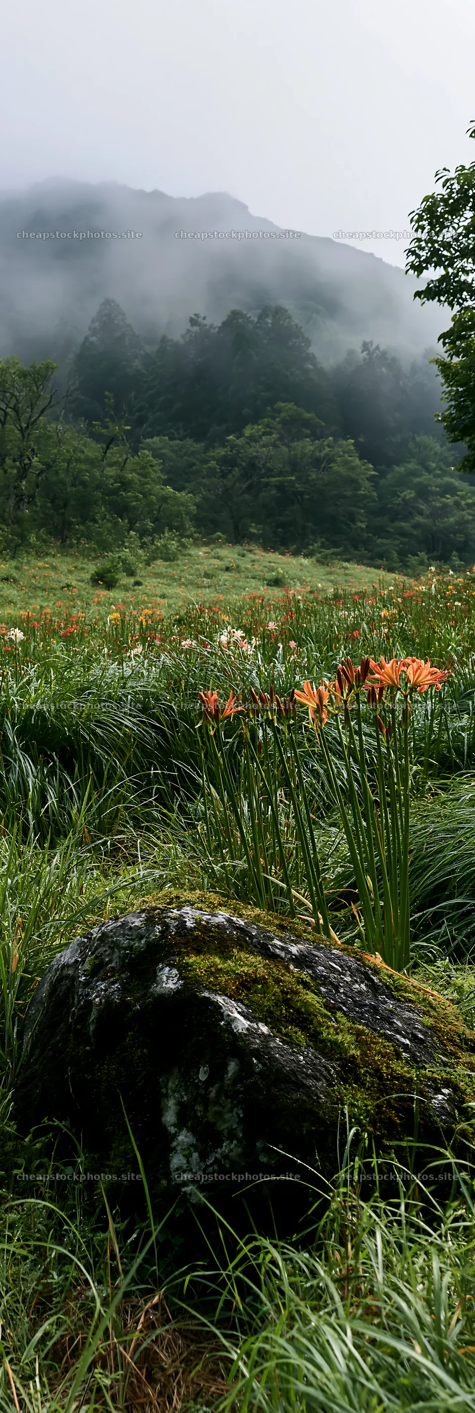 Shimane misty meadow moss covered stone in a green field – stock photos 4602x13690