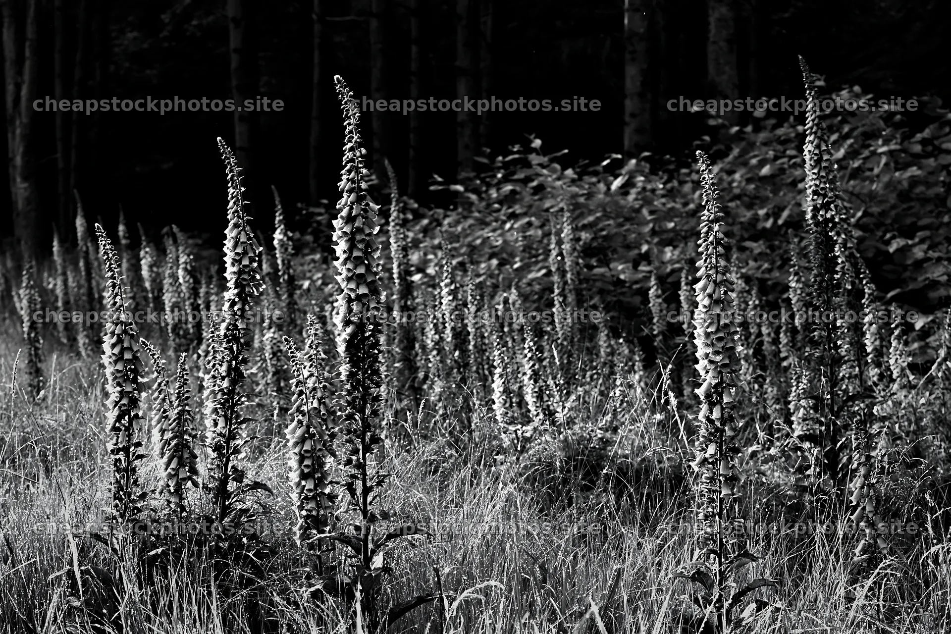 Meadow flower border near woodland with copy space – stock photos 9722x6480