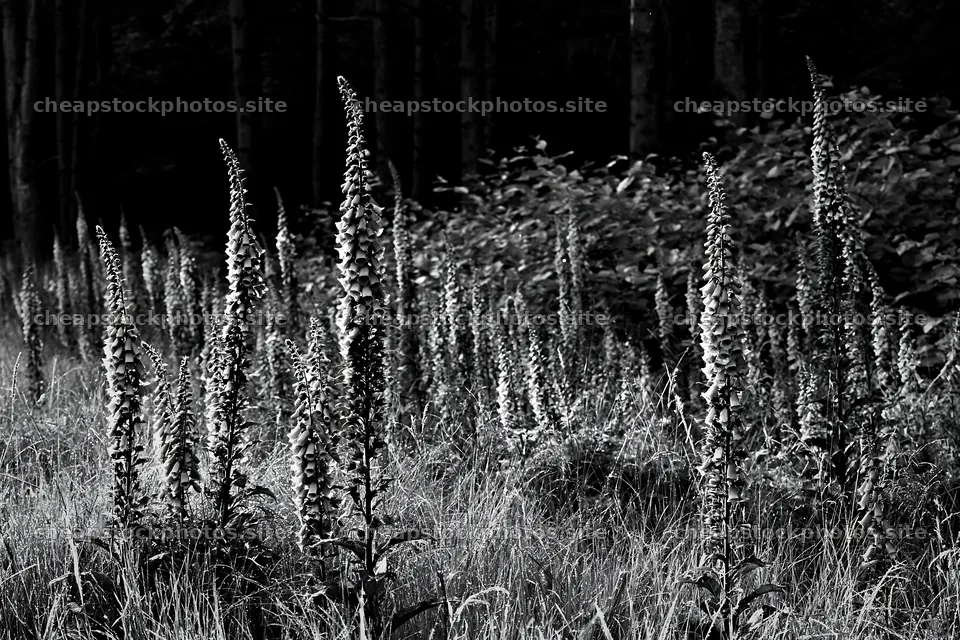 Meadow flower border near woodland with copy space – stock photos 9722x6480