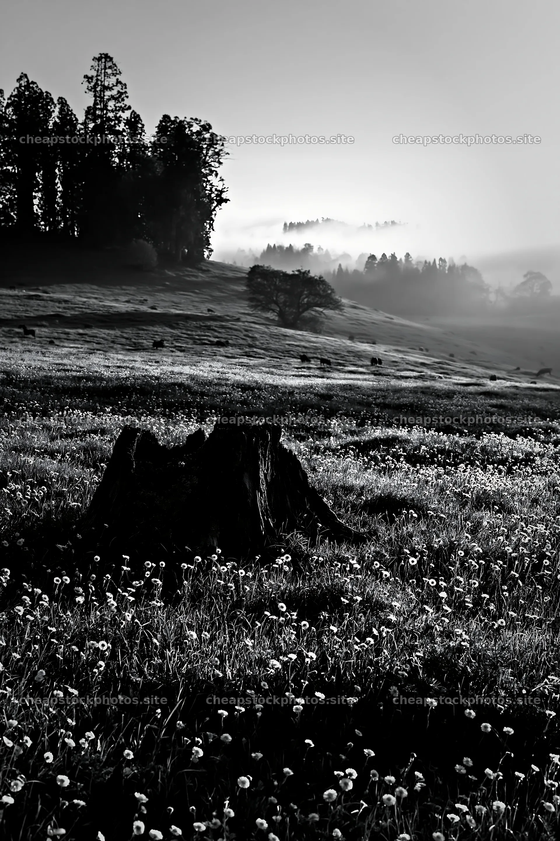Fukushima native meadow with weathered stump – stock photos 6480x9722
